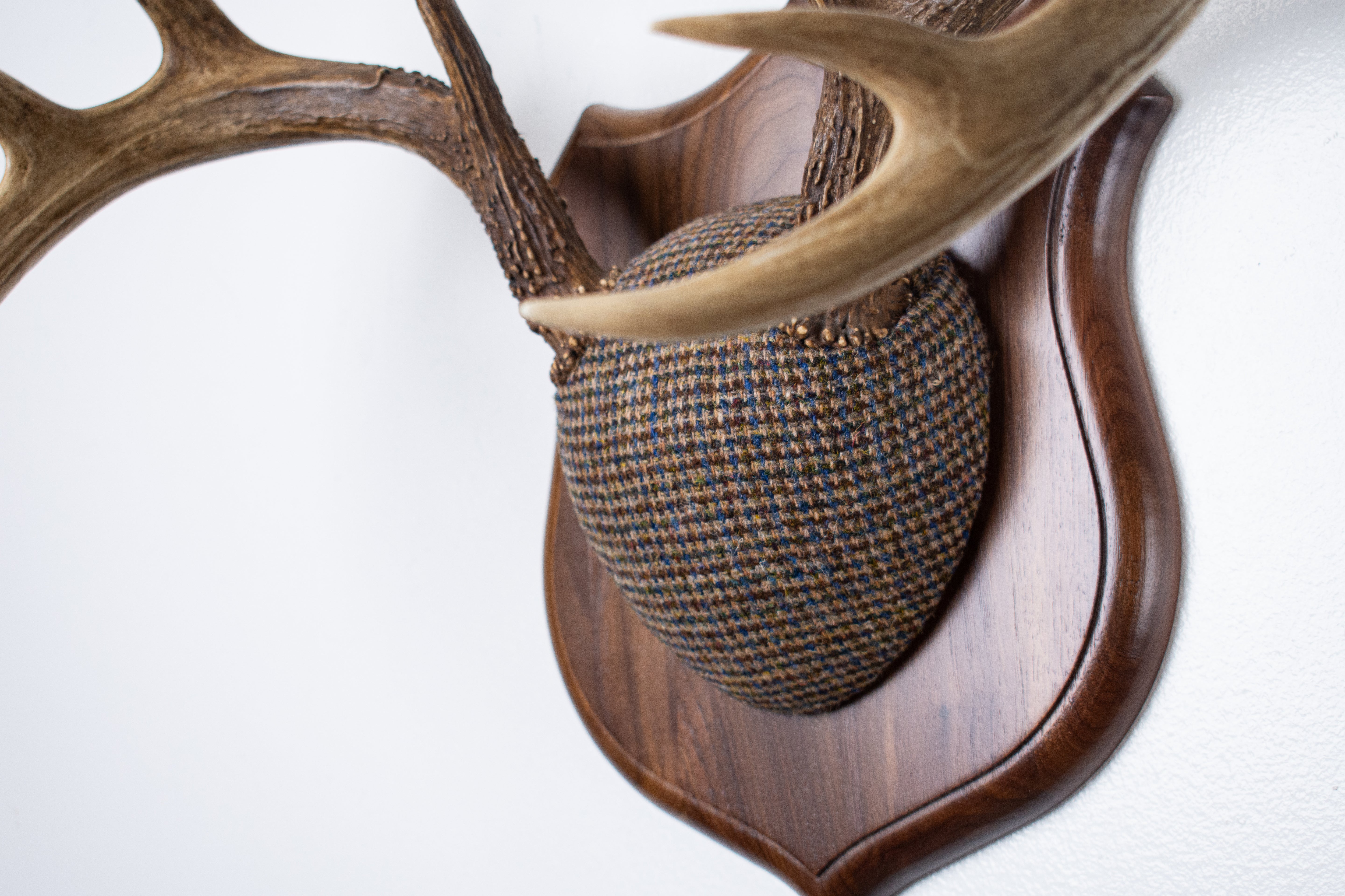 Whitetail Deer Antler Mount | Multi-colored | 67