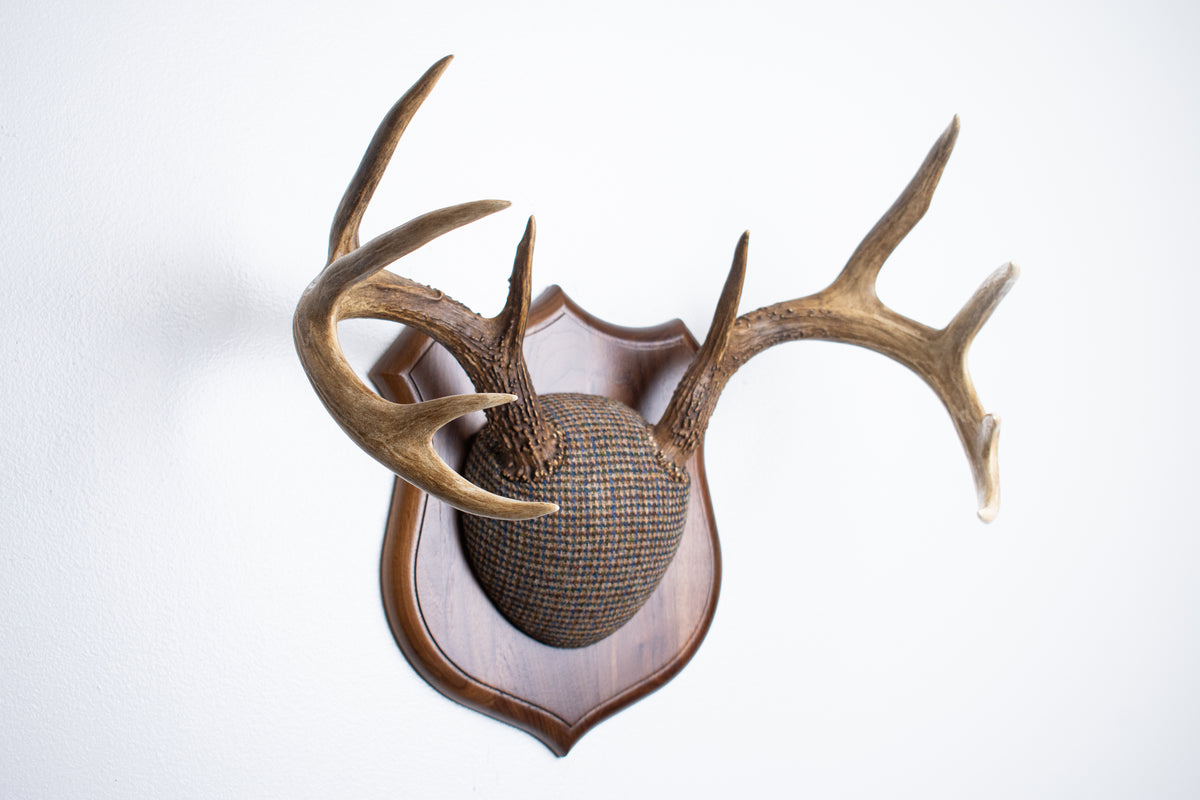 Whitetail Deer Antler Mount | Multi-colored | 67