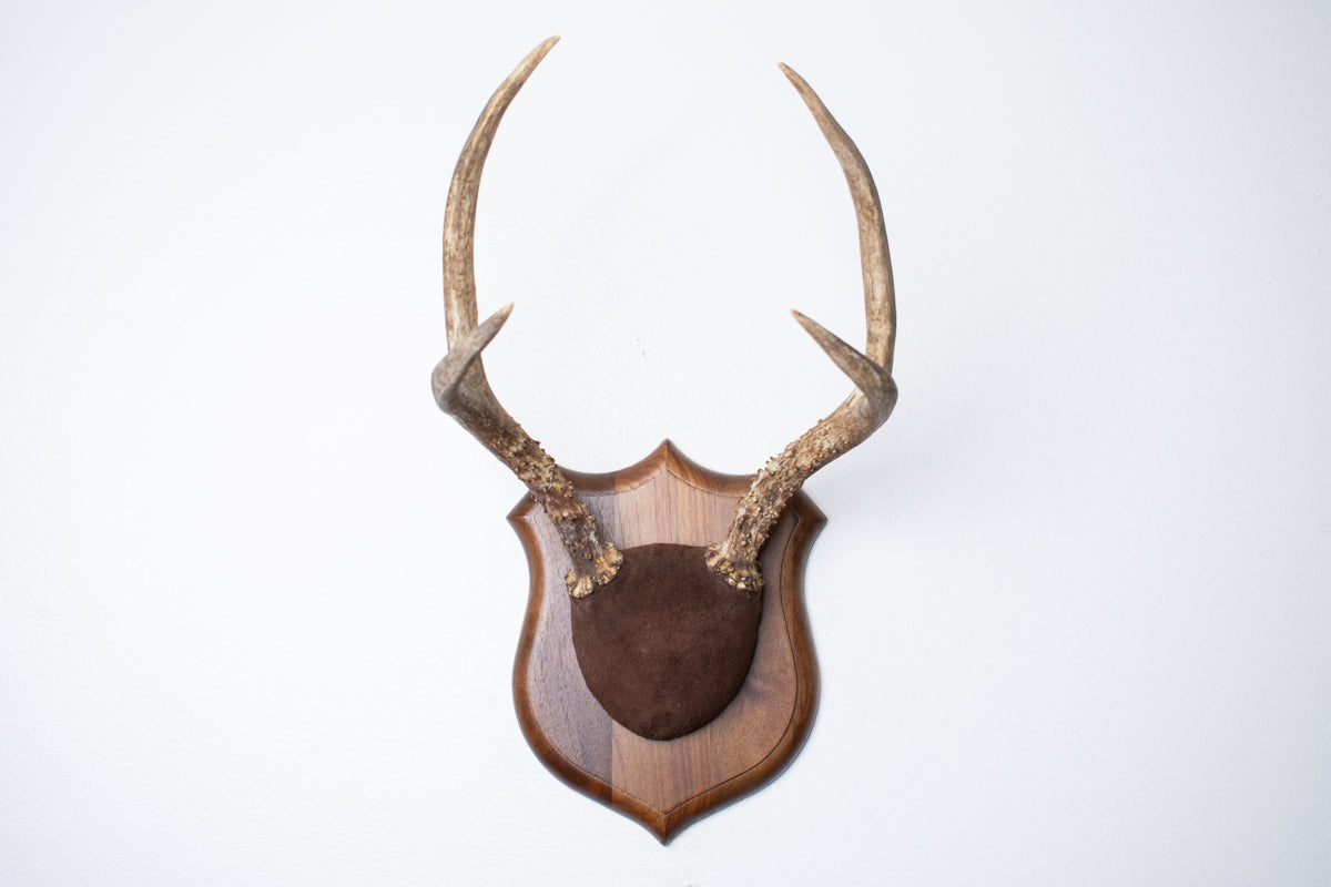 Mule Deer Antler Mount | Chocolate | 12