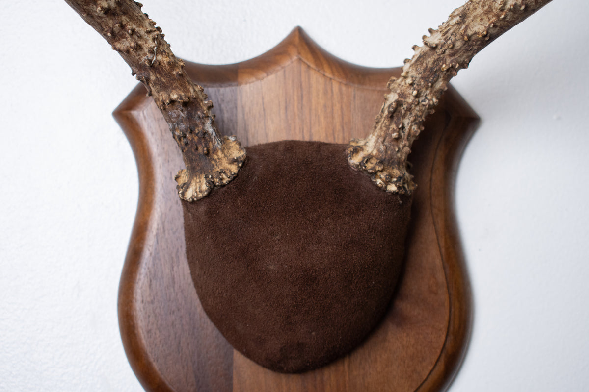 Mule Deer Antler Mount | Chocolate | 12