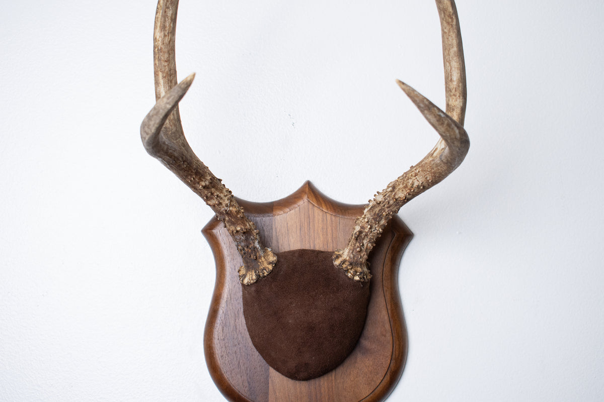 Mule Deer Antler Mount | Chocolate | 12