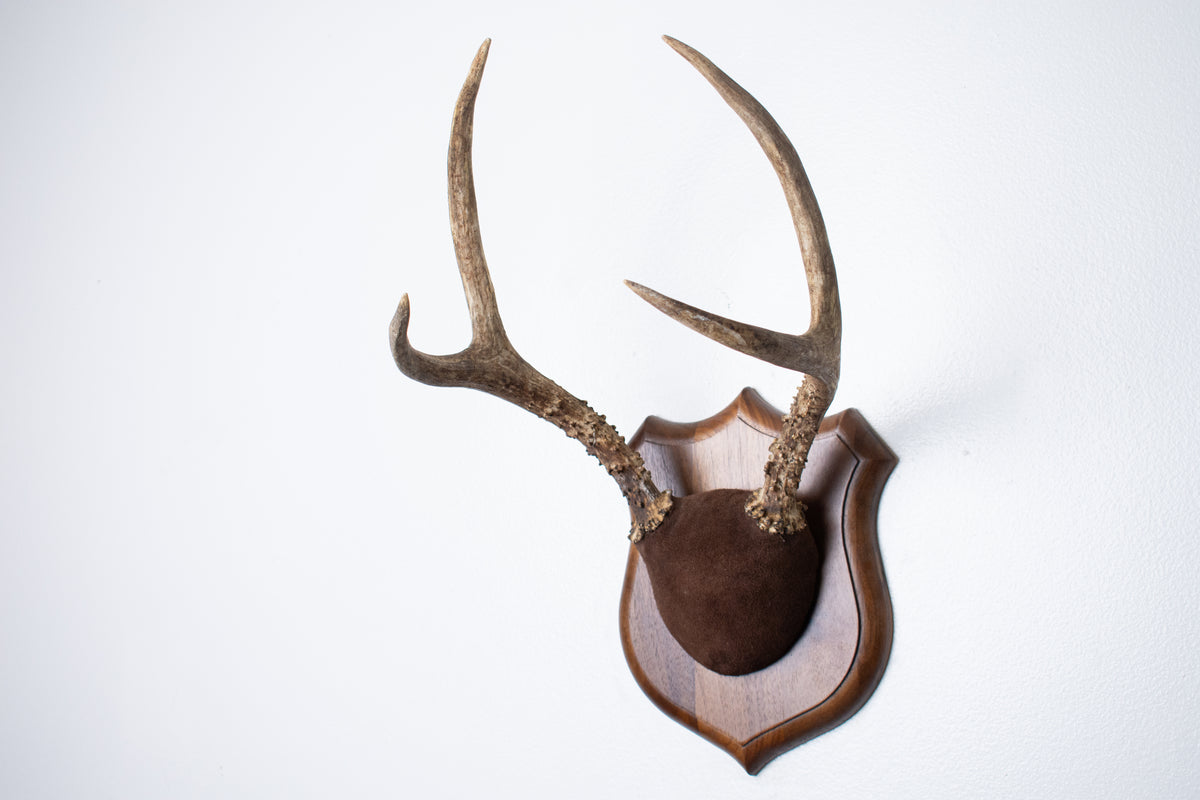 Mule Deer Antler Mount | Chocolate | 12