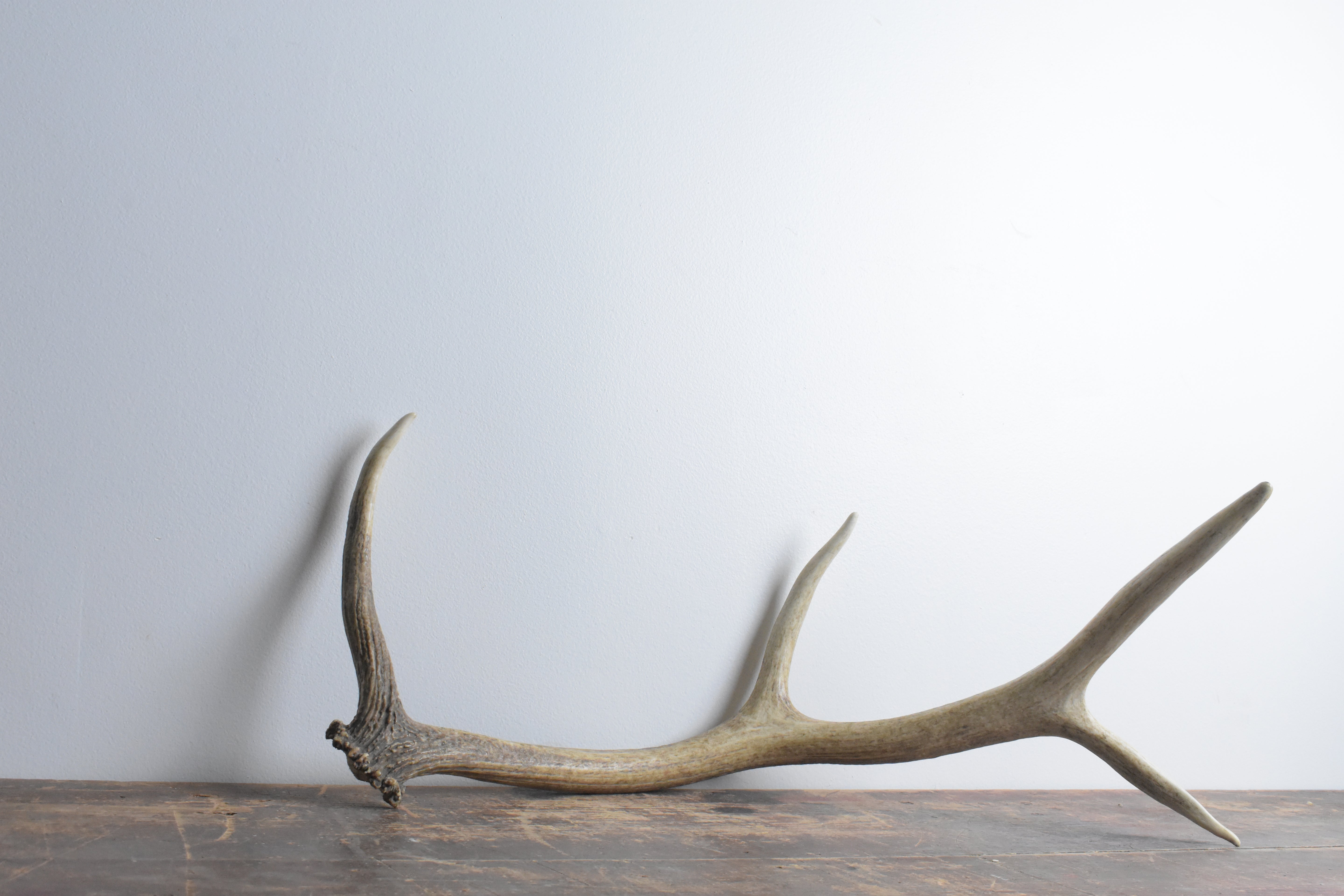 Elk Antler | Medium Size | 56