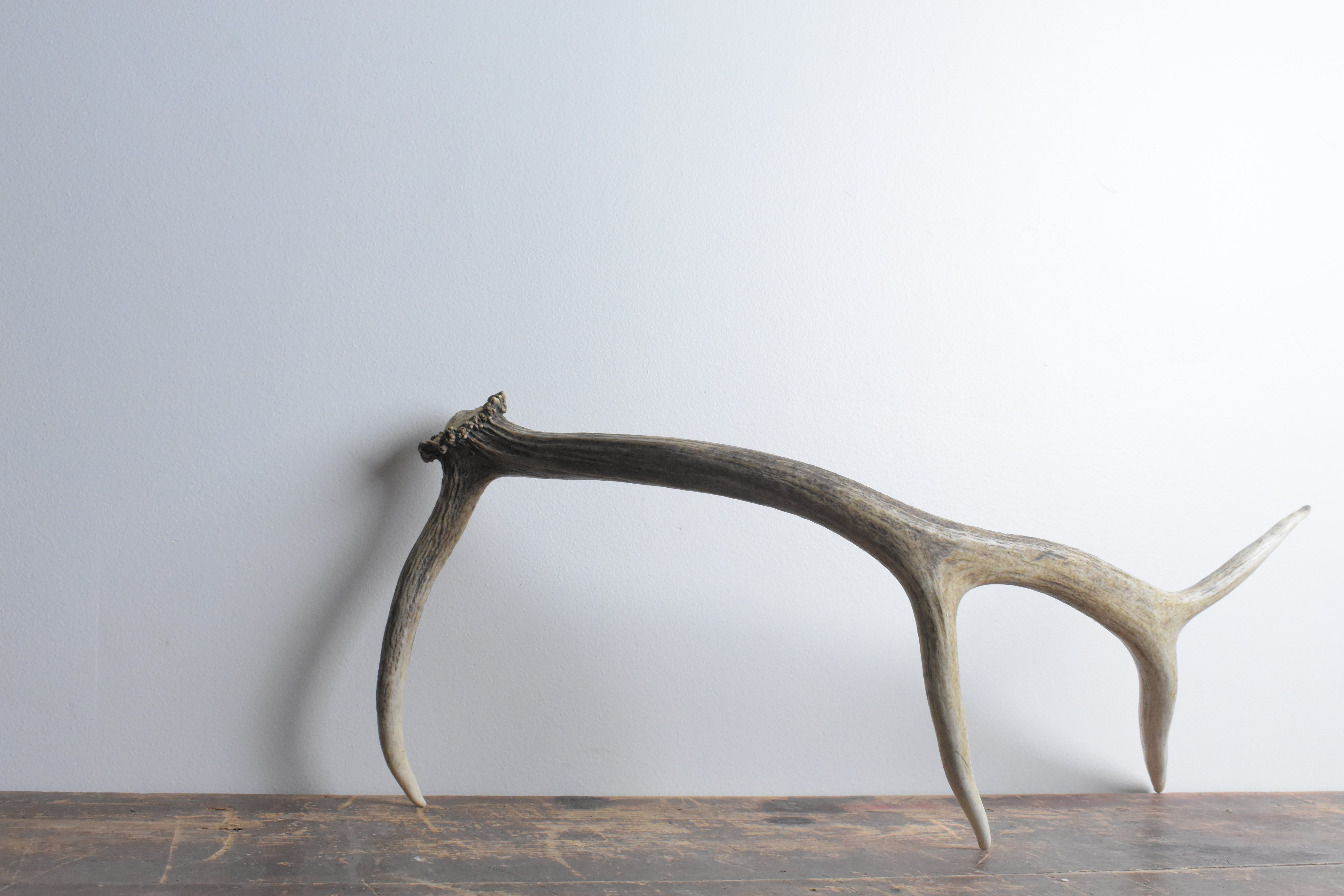 Elk Antler | Medium Size | 56