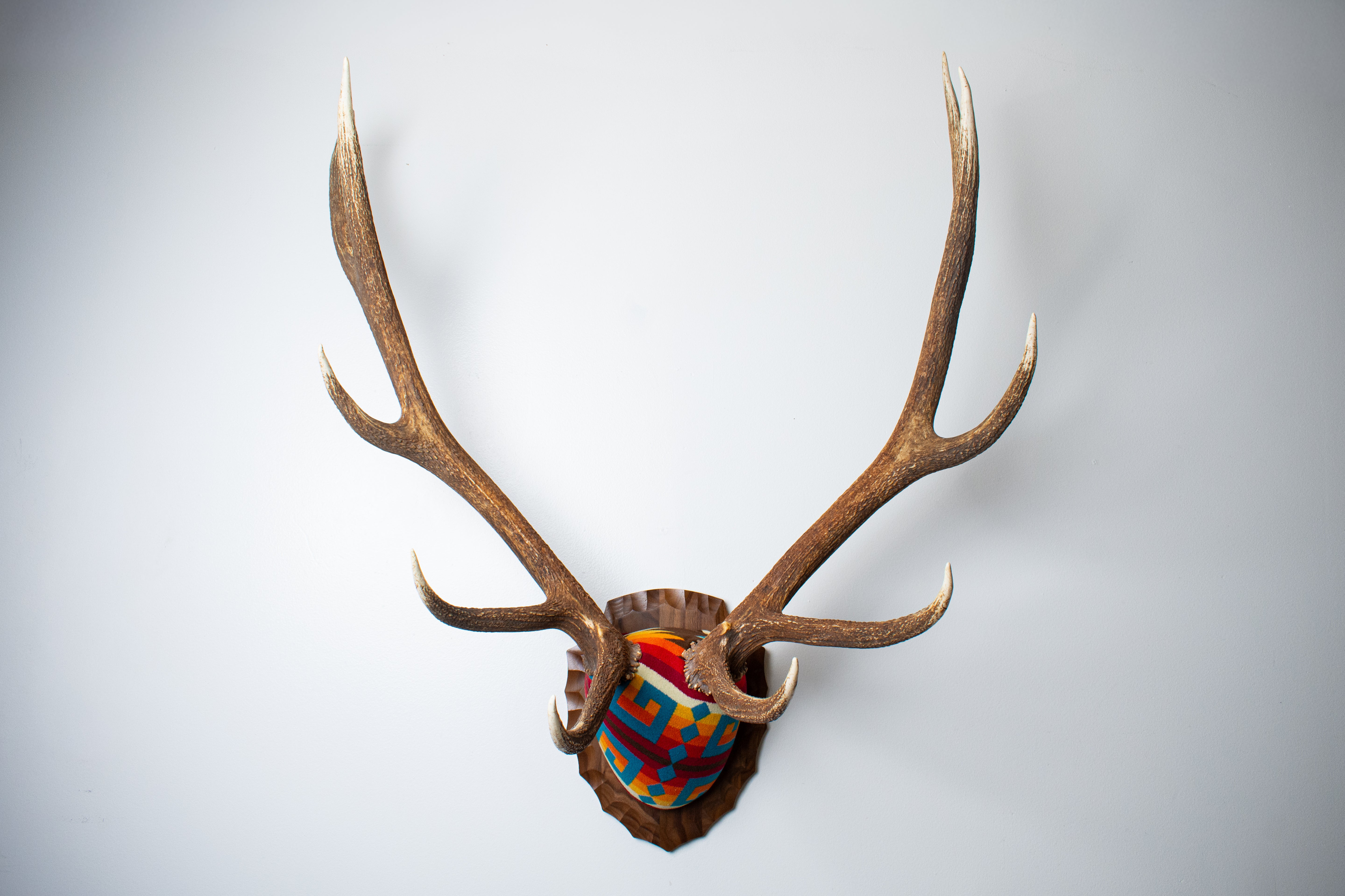 Elk Antler Mount | Sedona | 25