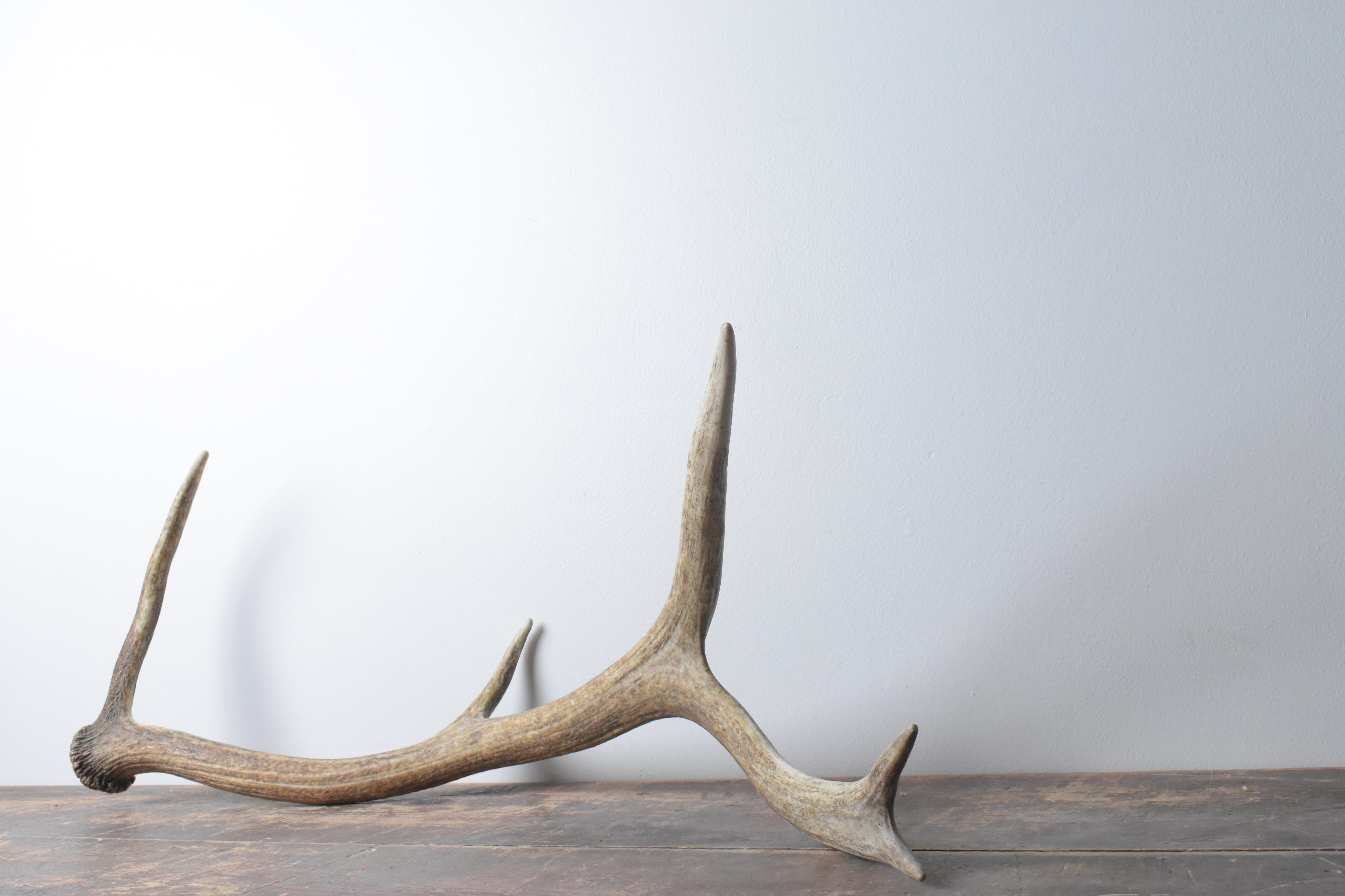 Elk Antler | 57