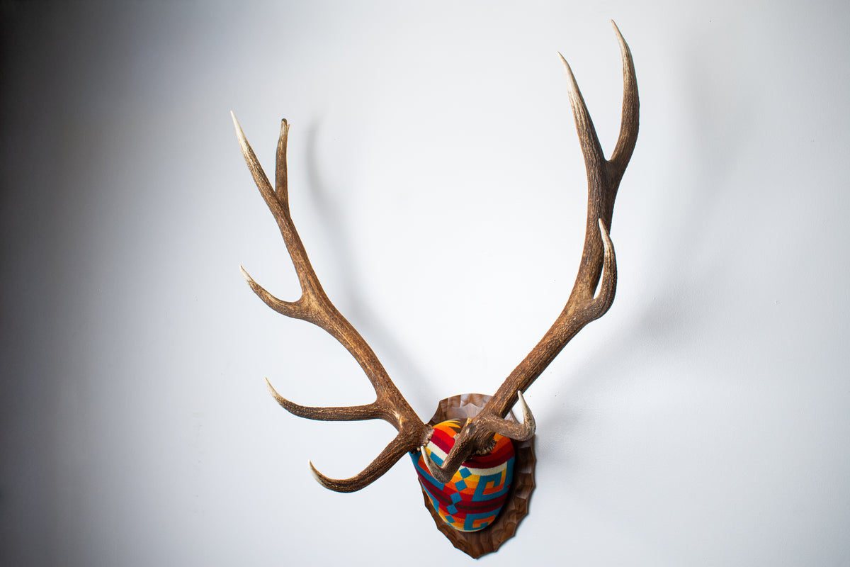 Elk Antler Mount | Sedona | 25