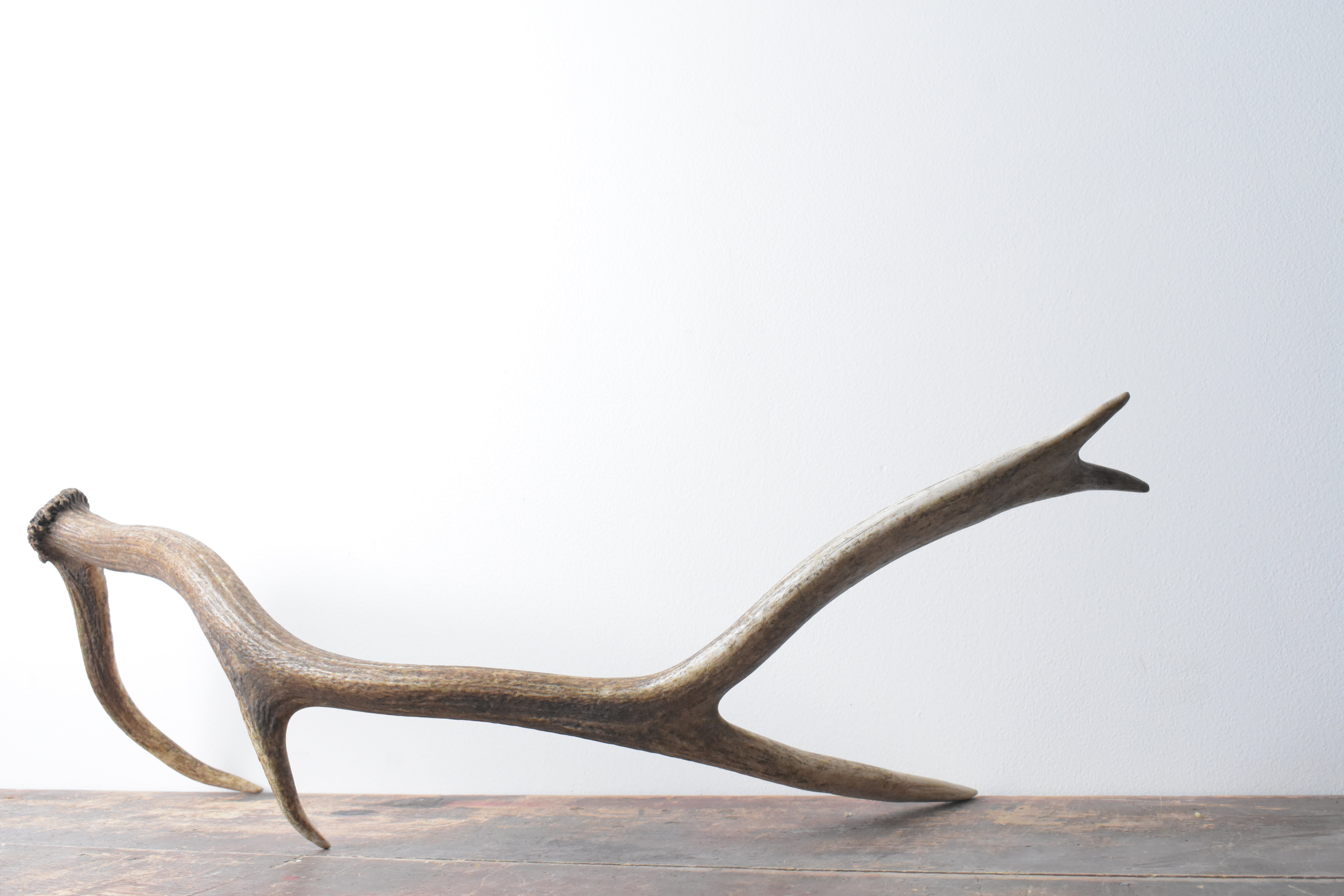 Elk Antler | 57