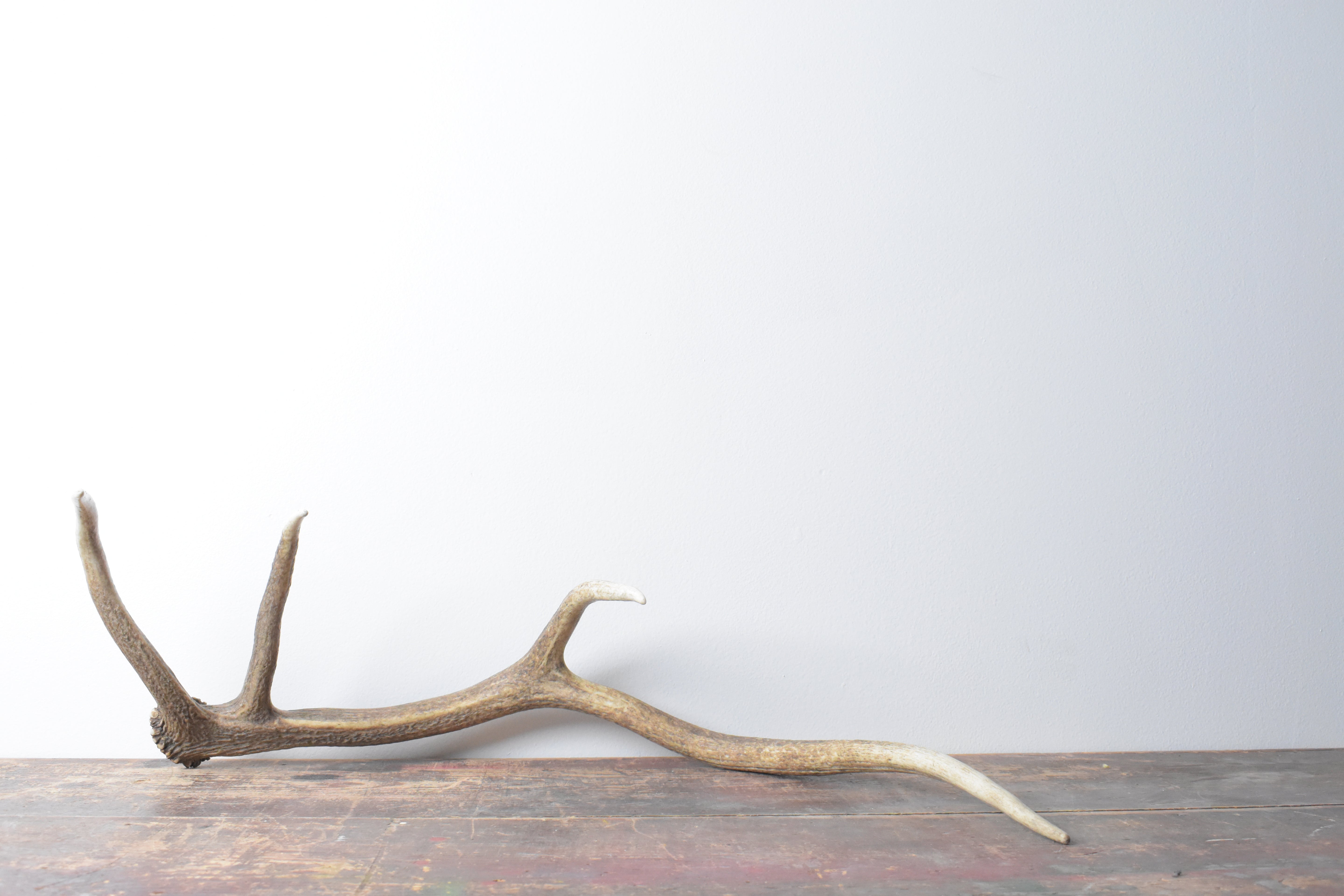Elk Antler | Medium Size | 58