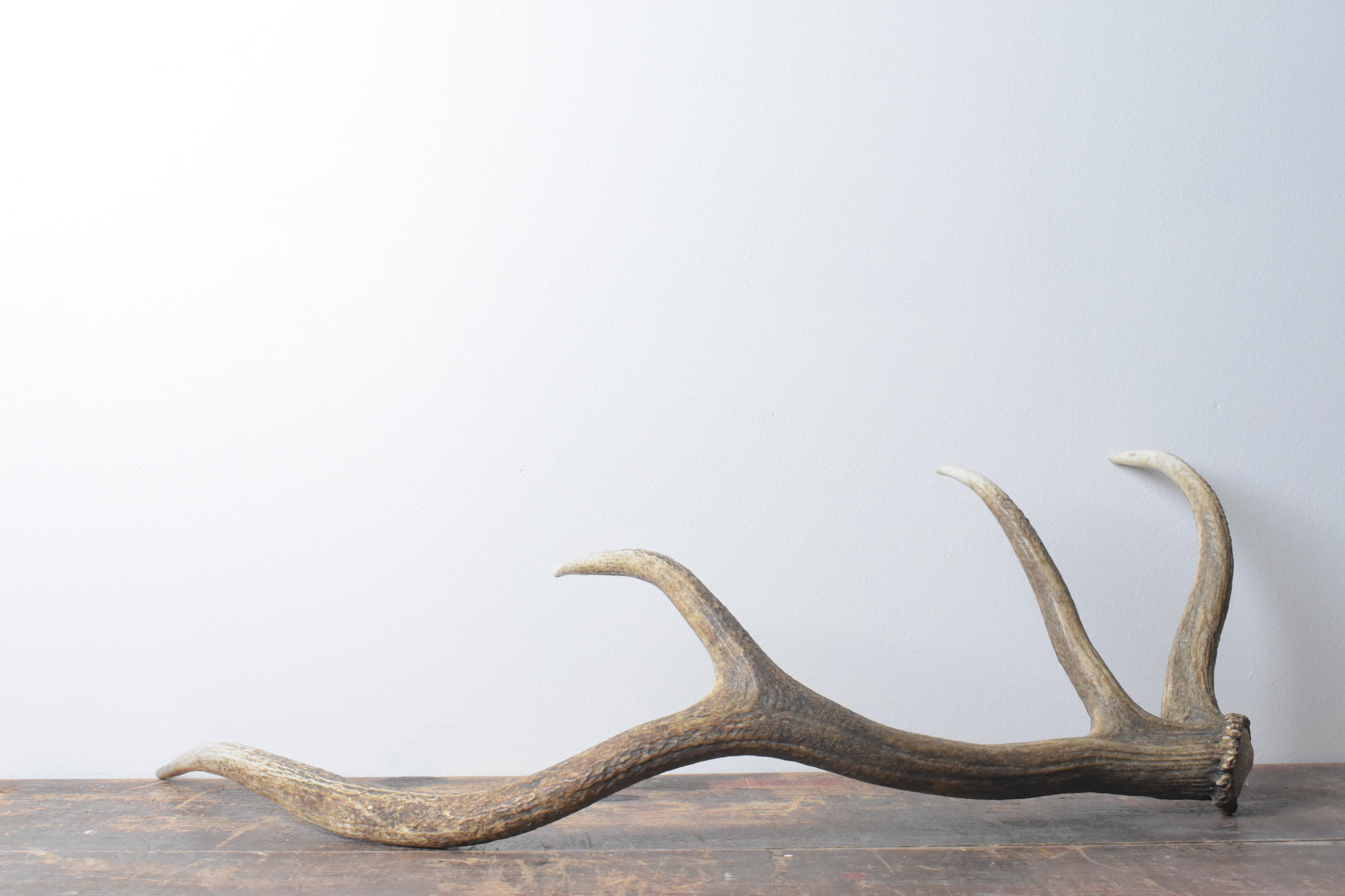 Elk Antler | Medium Size | 58