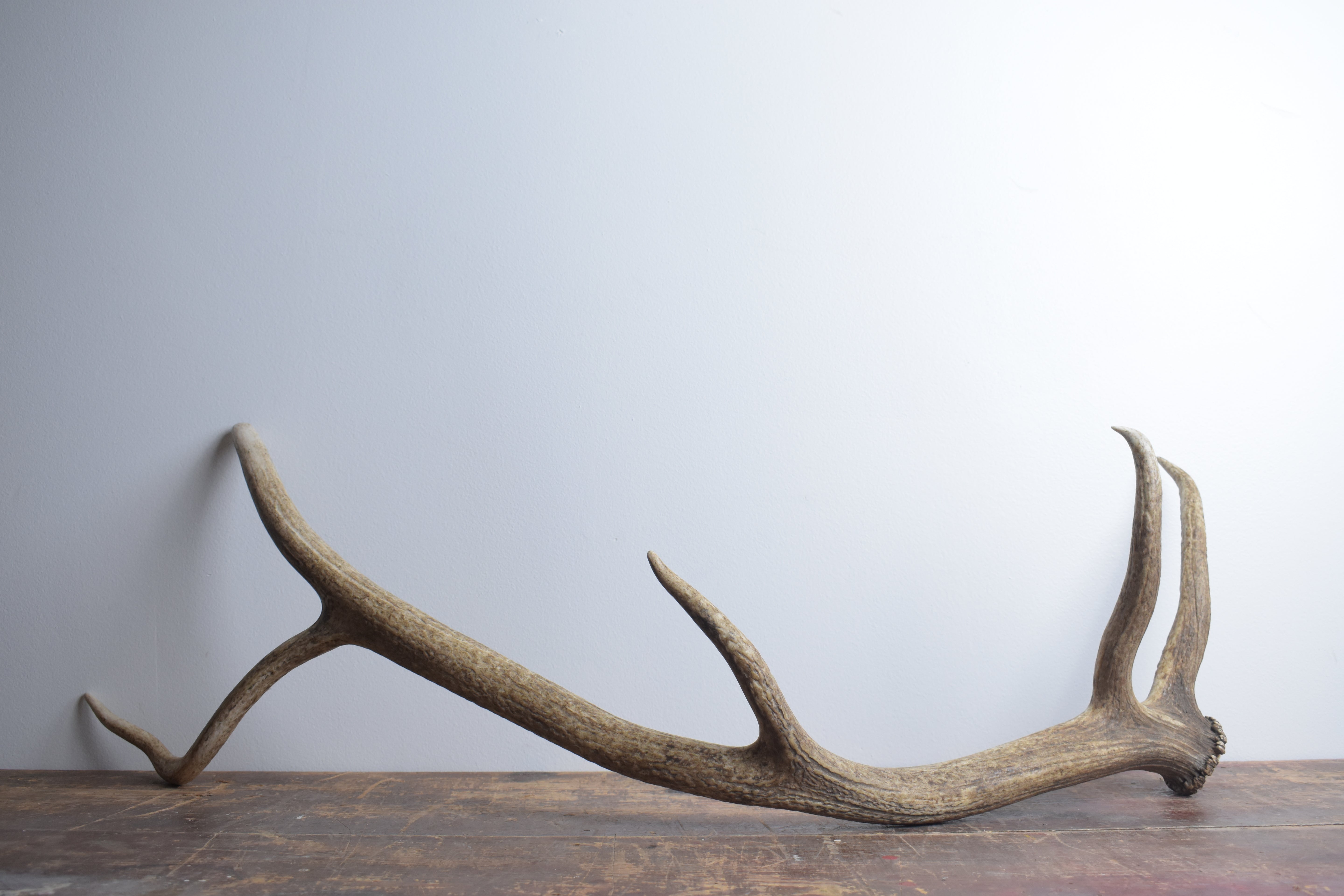 Elk Antler | Large Size | 59