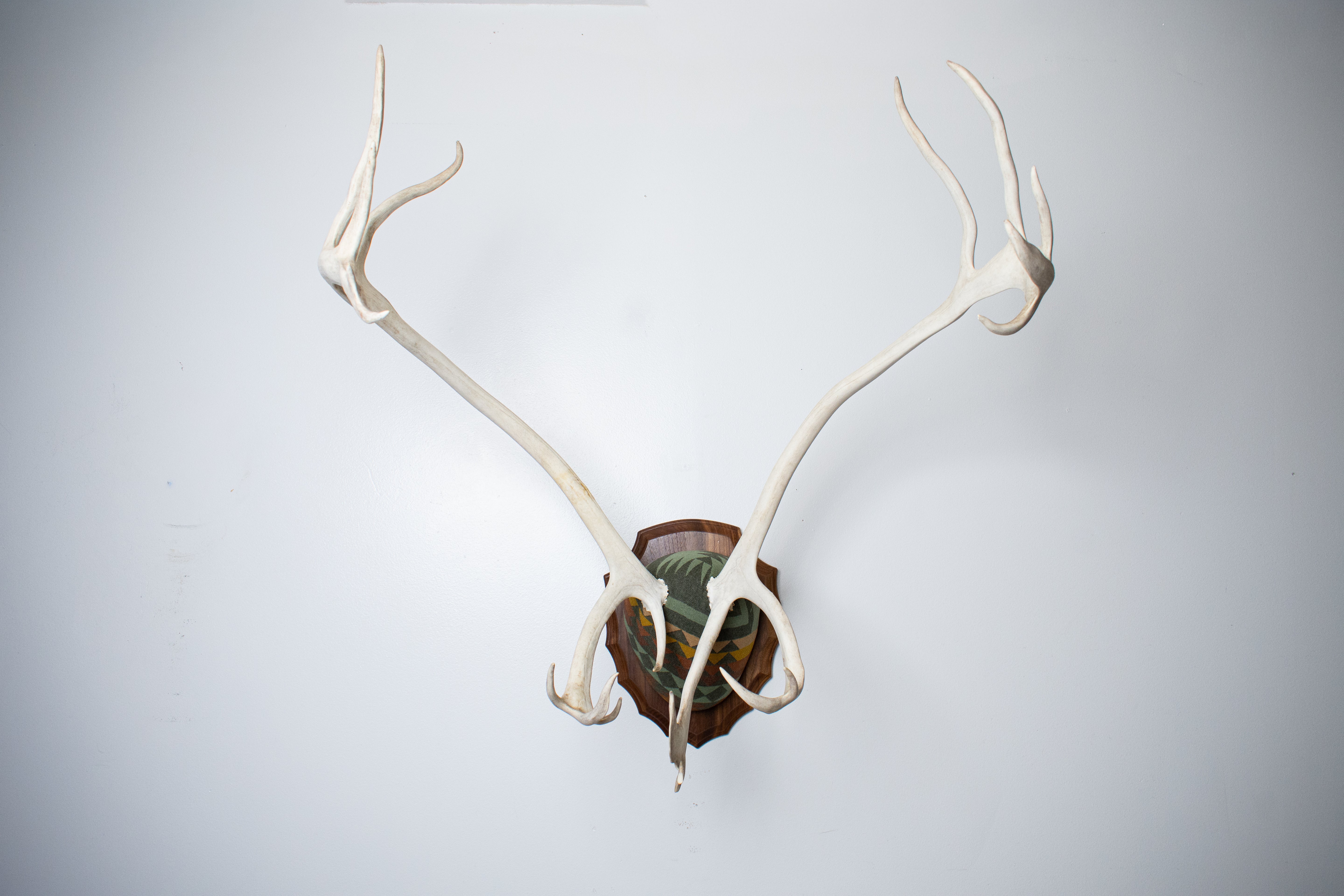Caribou Antler Mount | Sage | 26