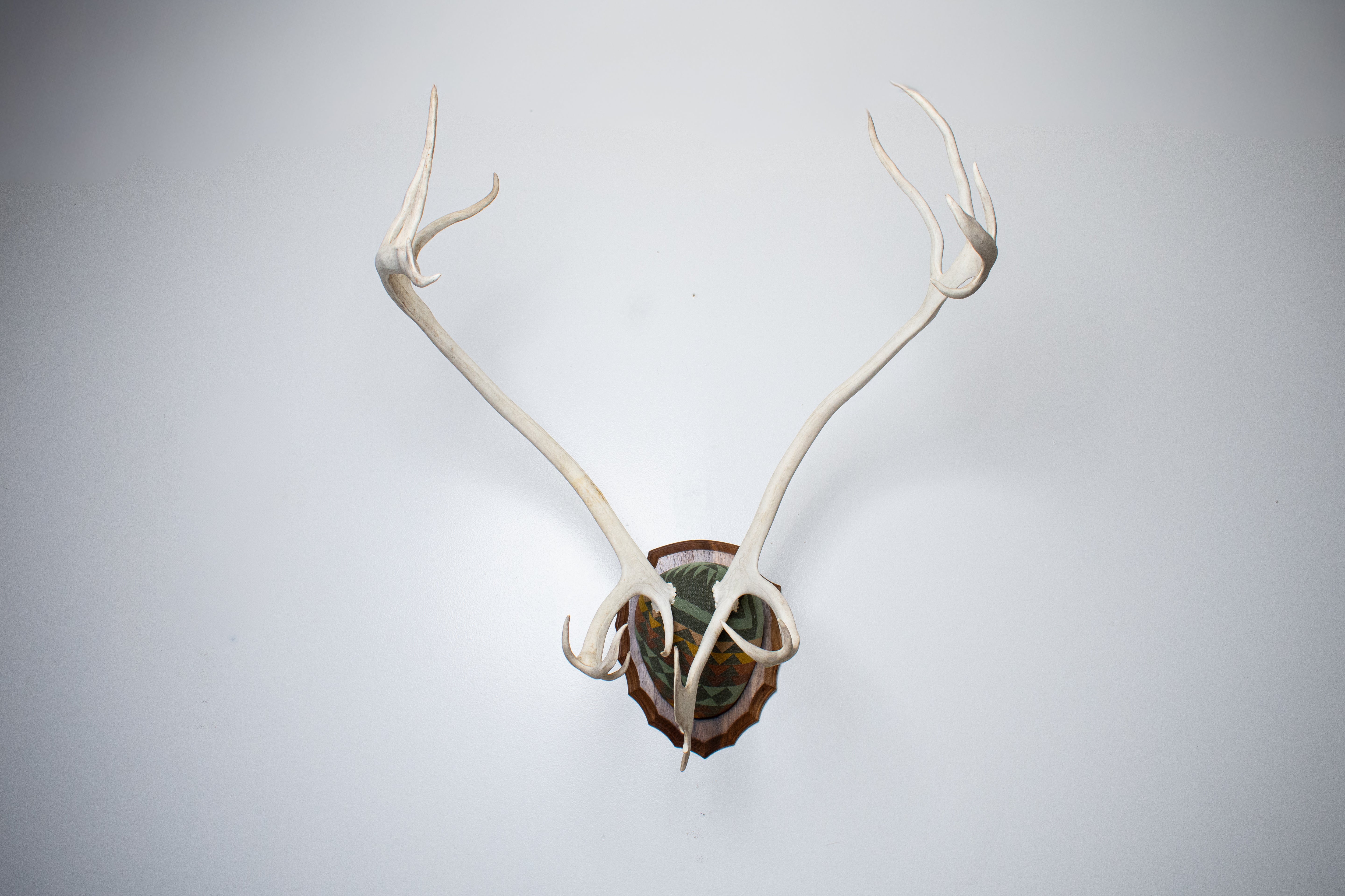Caribou Antler Mount | Sage | 26