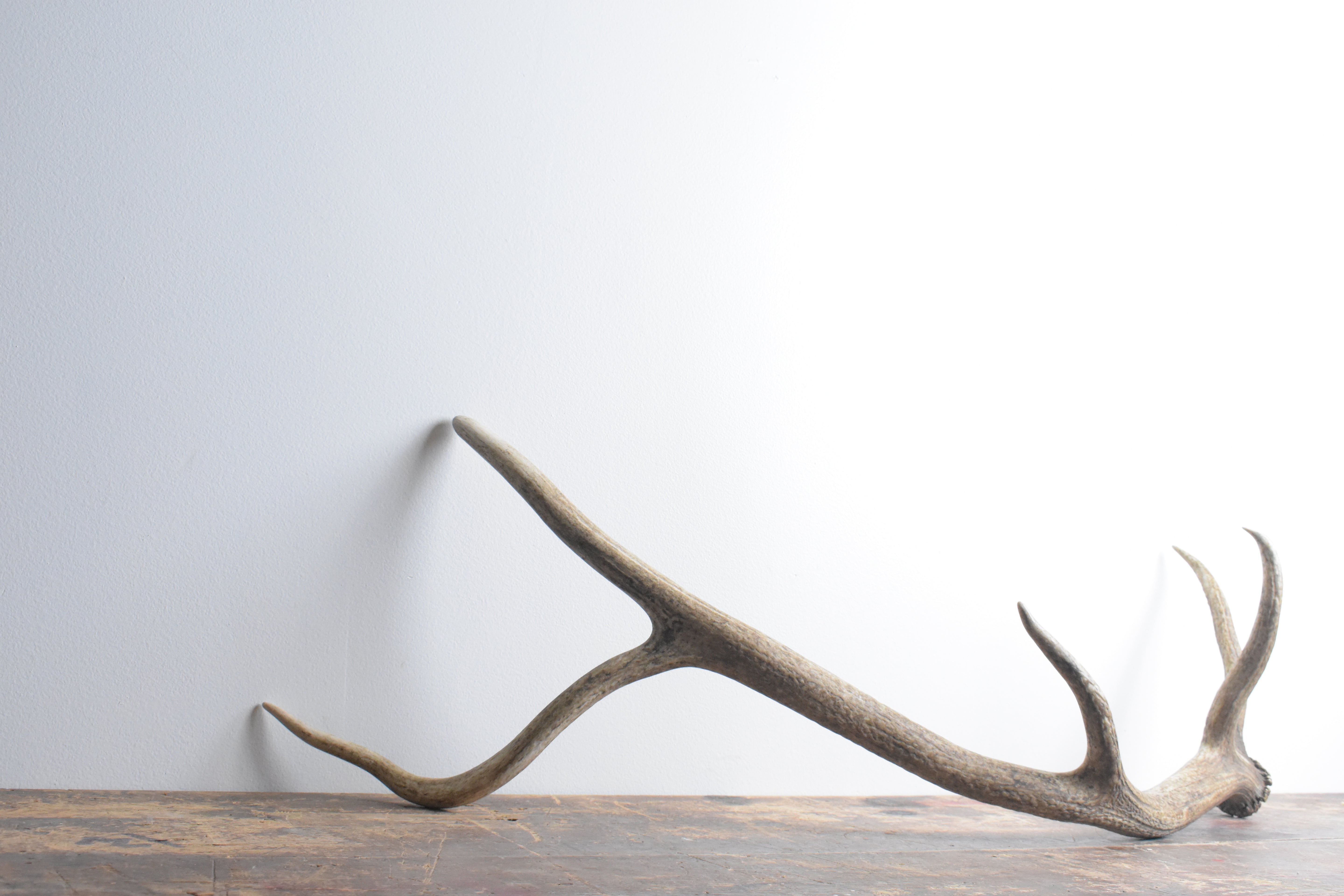 Elk Antler | Large Size | 59