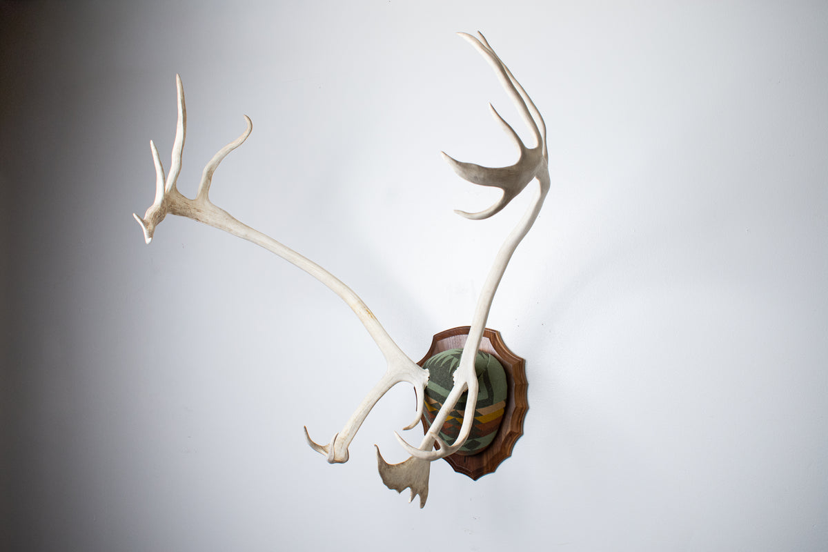 Caribou Antler Mount | Sage | 26