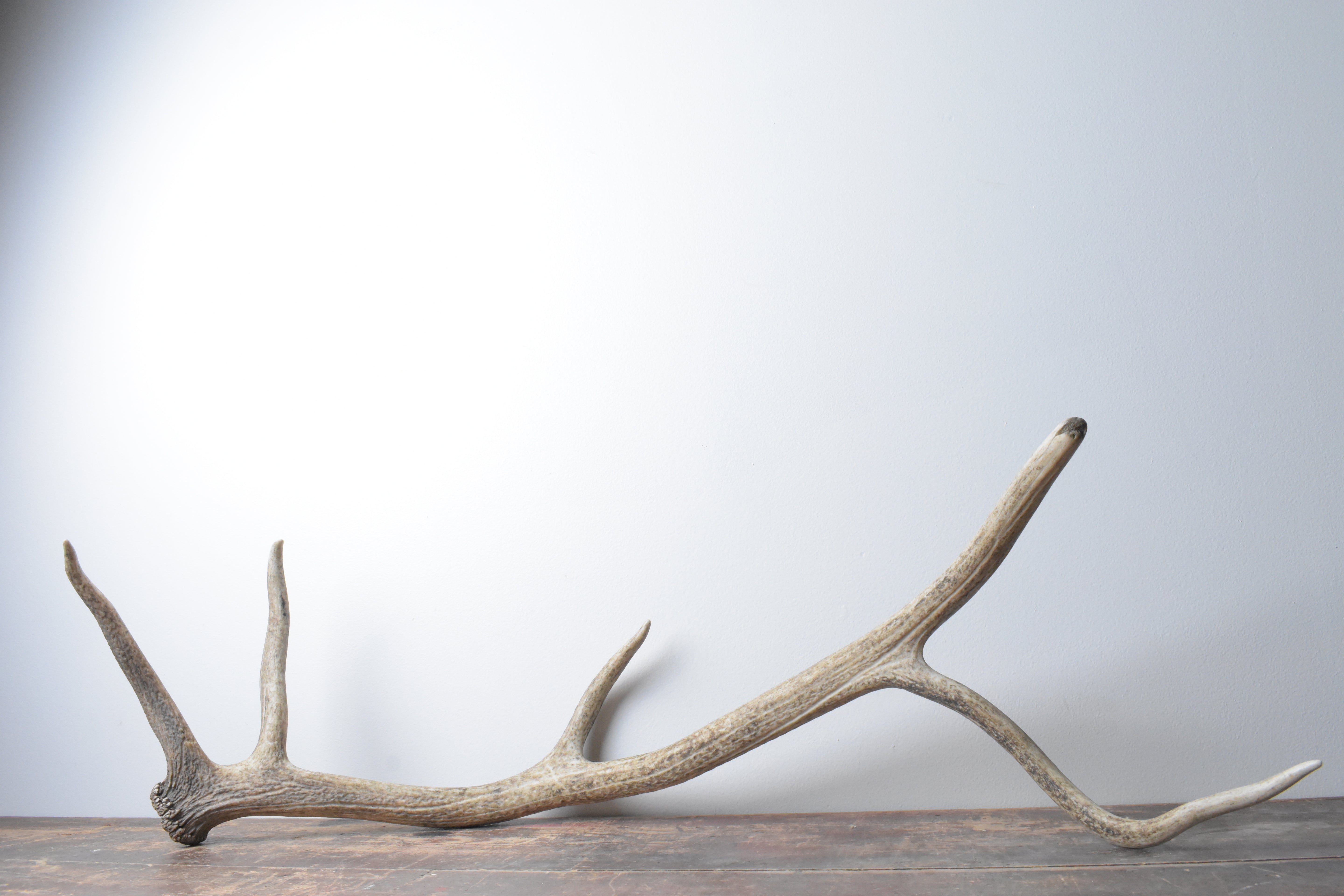 Elk Antler | Large Size | 59