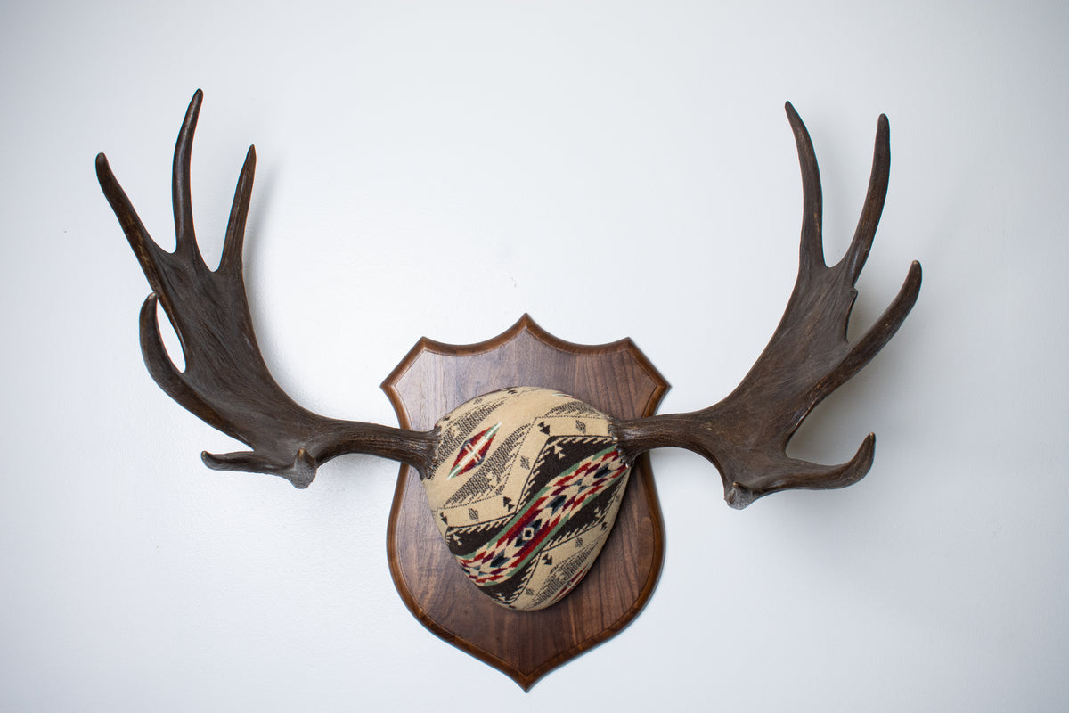 Moose Antler Mount | Mesa | 28