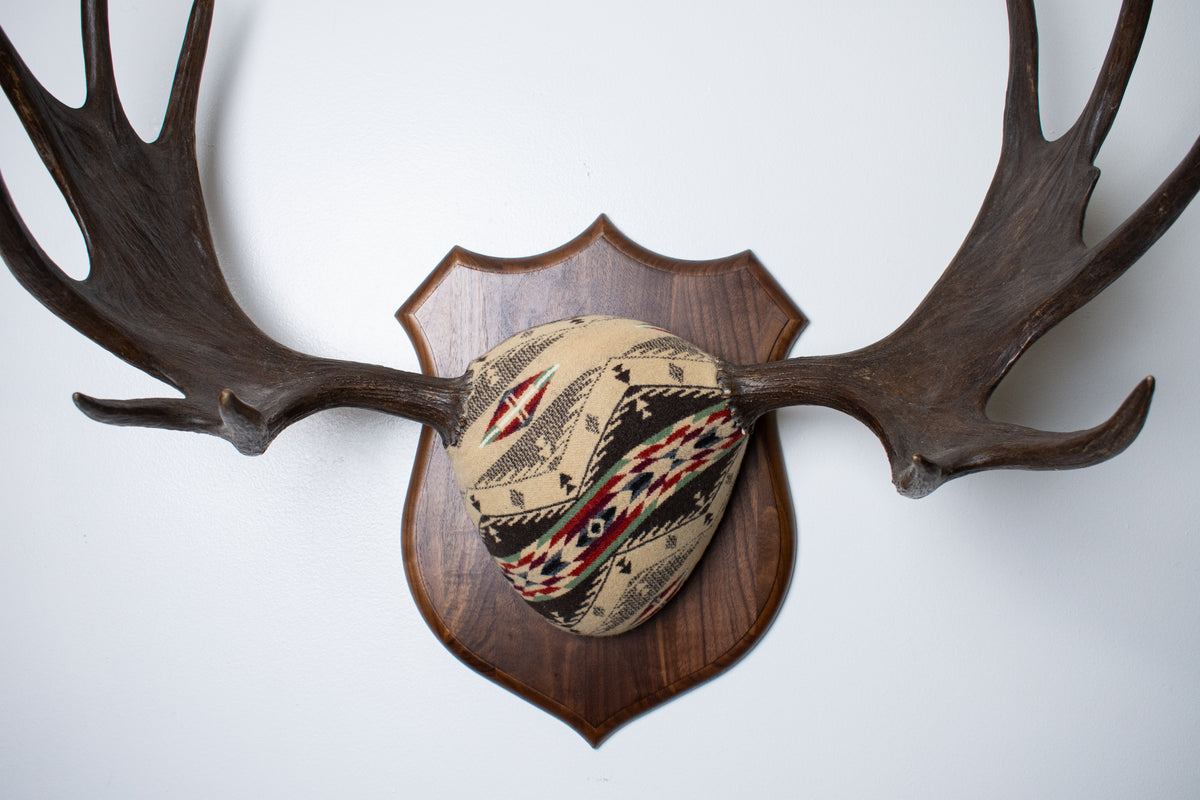 Moose Antler Mount | Mesa | 28