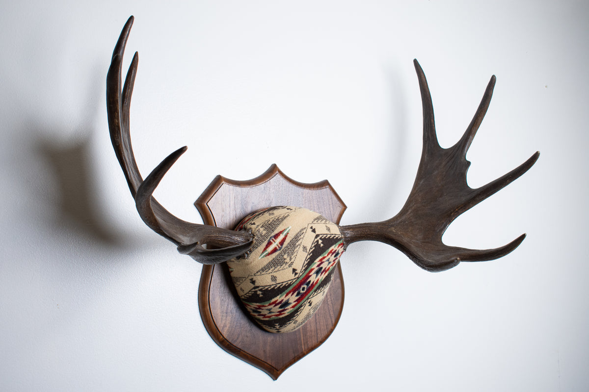 Moose Antler Mount | Mesa | 28