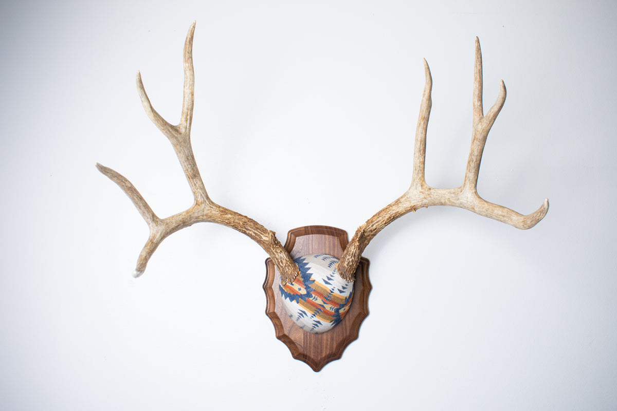 Mule Deer Antler Mount | Indigo | 27