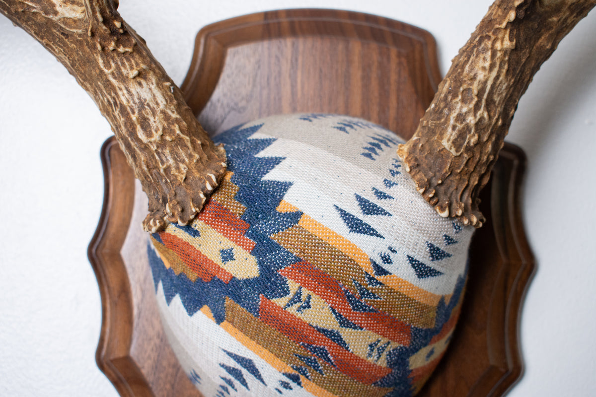 Mule Deer Antler Mount | Indigo | 27