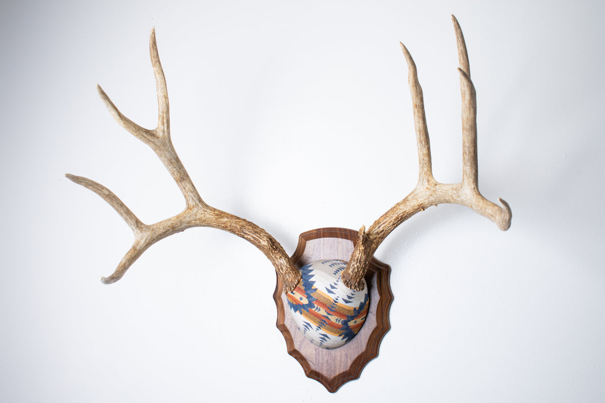 Mule Deer Antler Mount | Indigo | 27