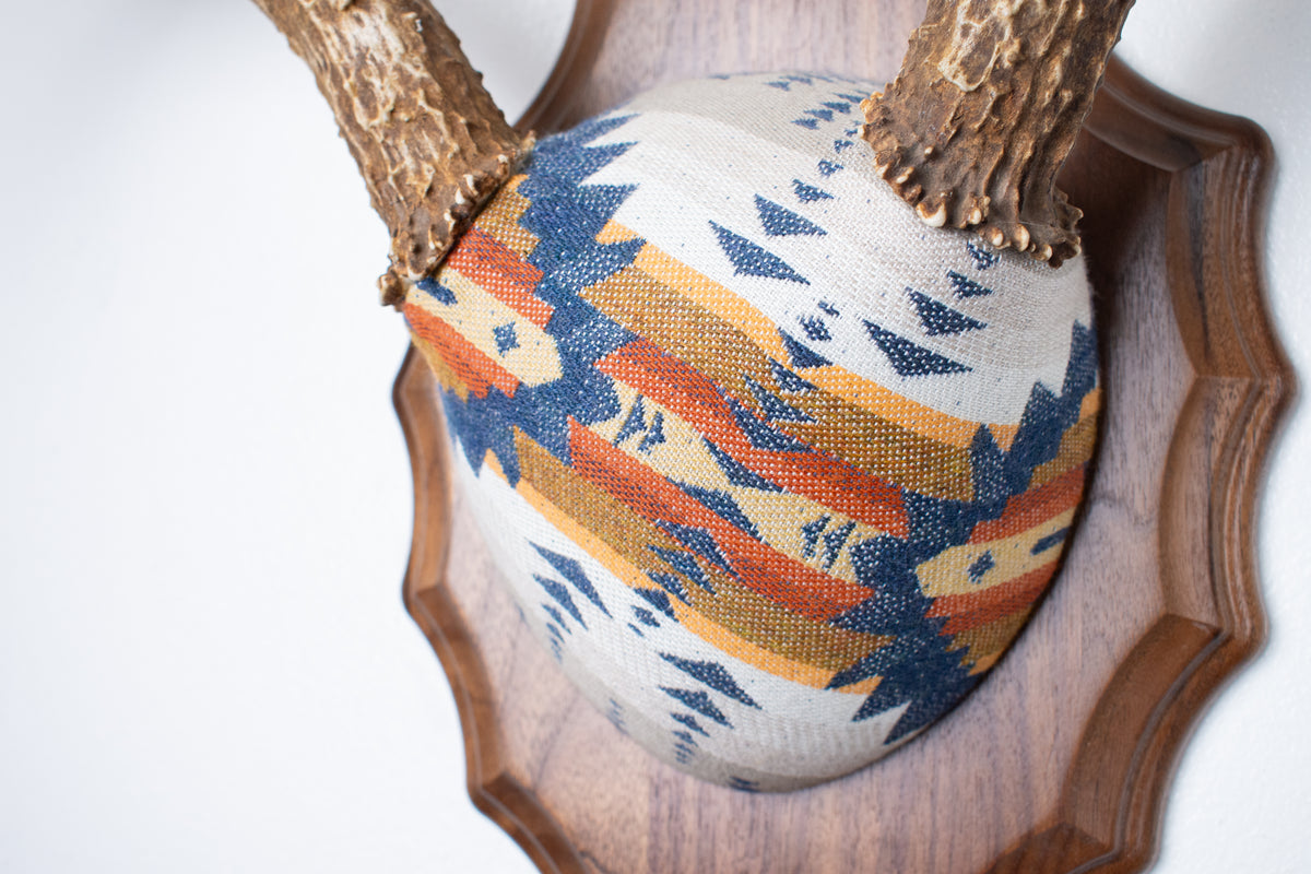 Mule Deer Antler Mount | Indigo | 27
