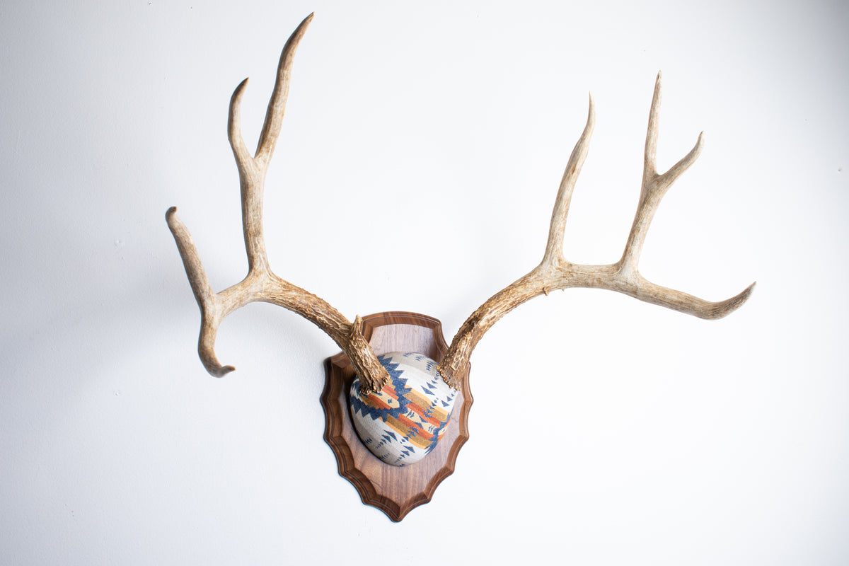 Mule Deer Antler Mount | Indigo | 27