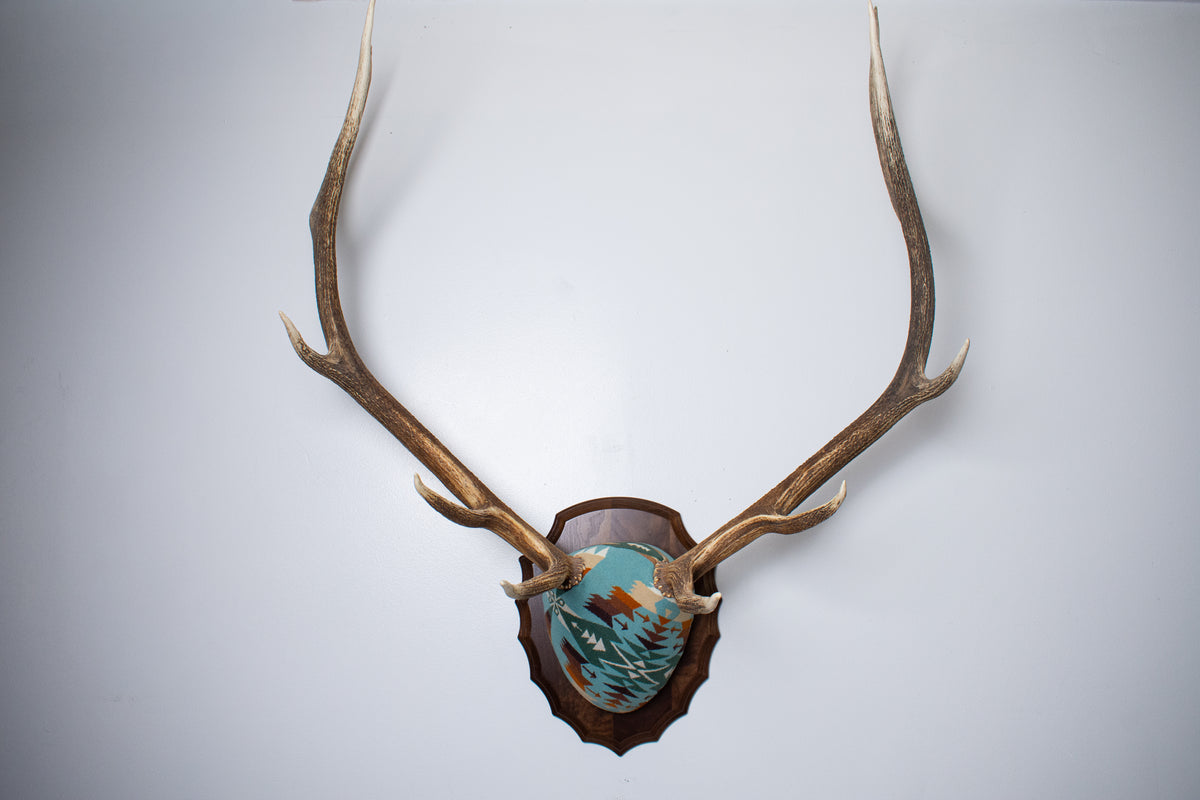 Elk Antler Mount | Juniper | 29