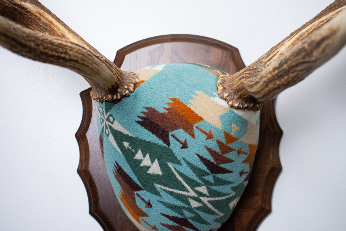 Elk Antler Mount | Juniper | 29