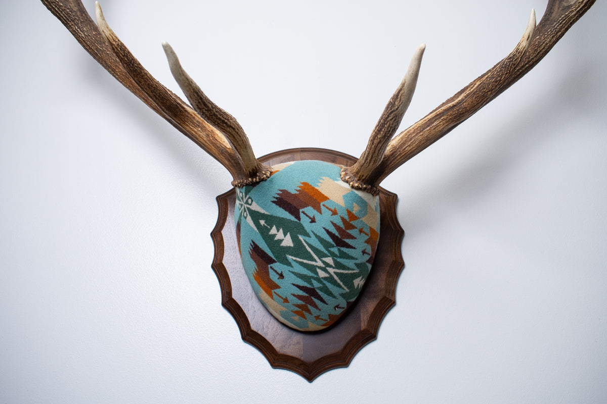 Elk Antler Mount | Juniper | 29