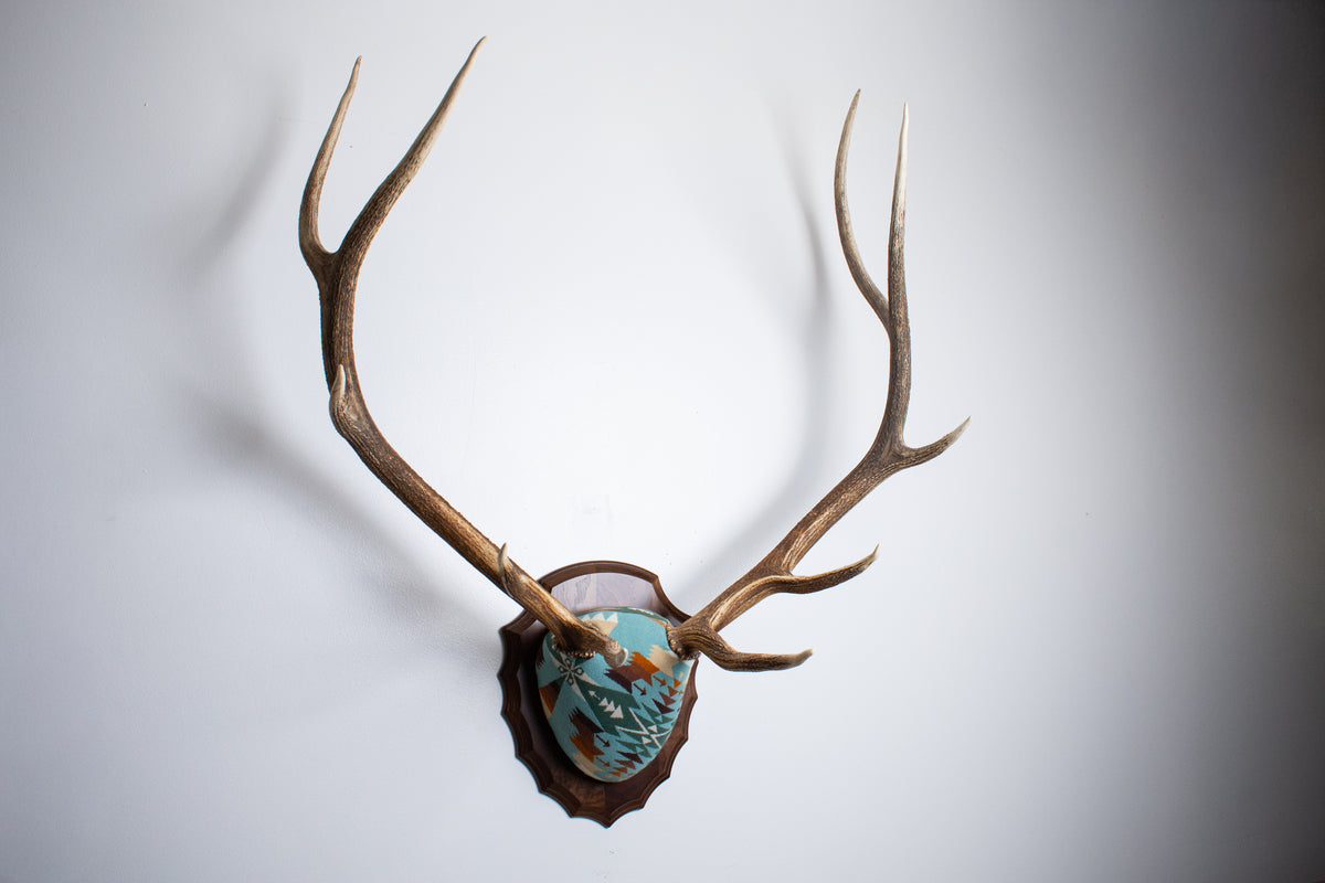 Elk Antler Mount | Juniper | 29