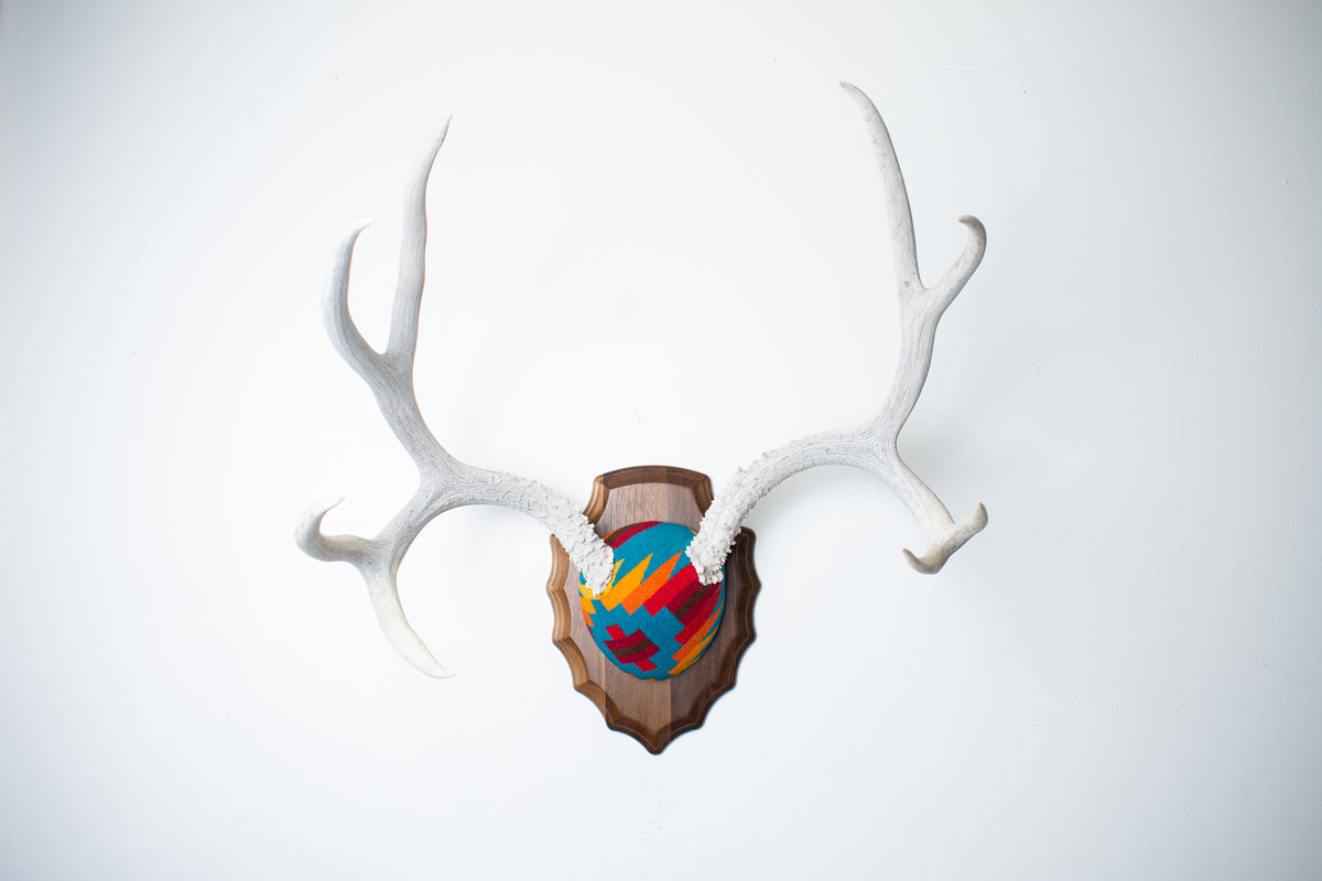 Mule Deer Antler Mount | Sedona | 30