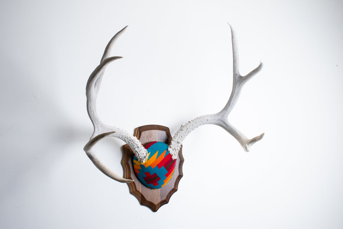 Mule Deer Antler Mount | Sedona | 30