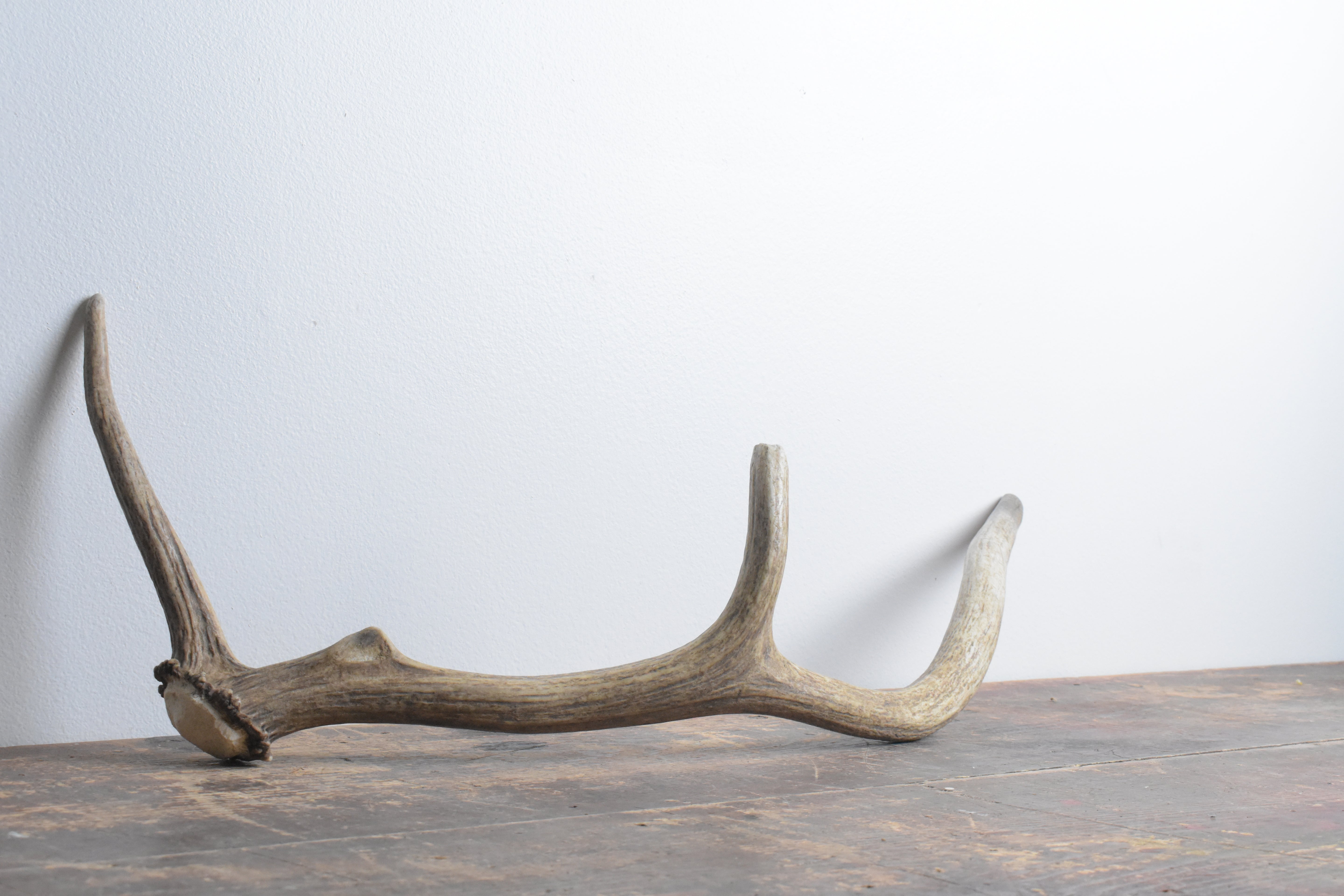 Elk Antler | Small Size | 61
