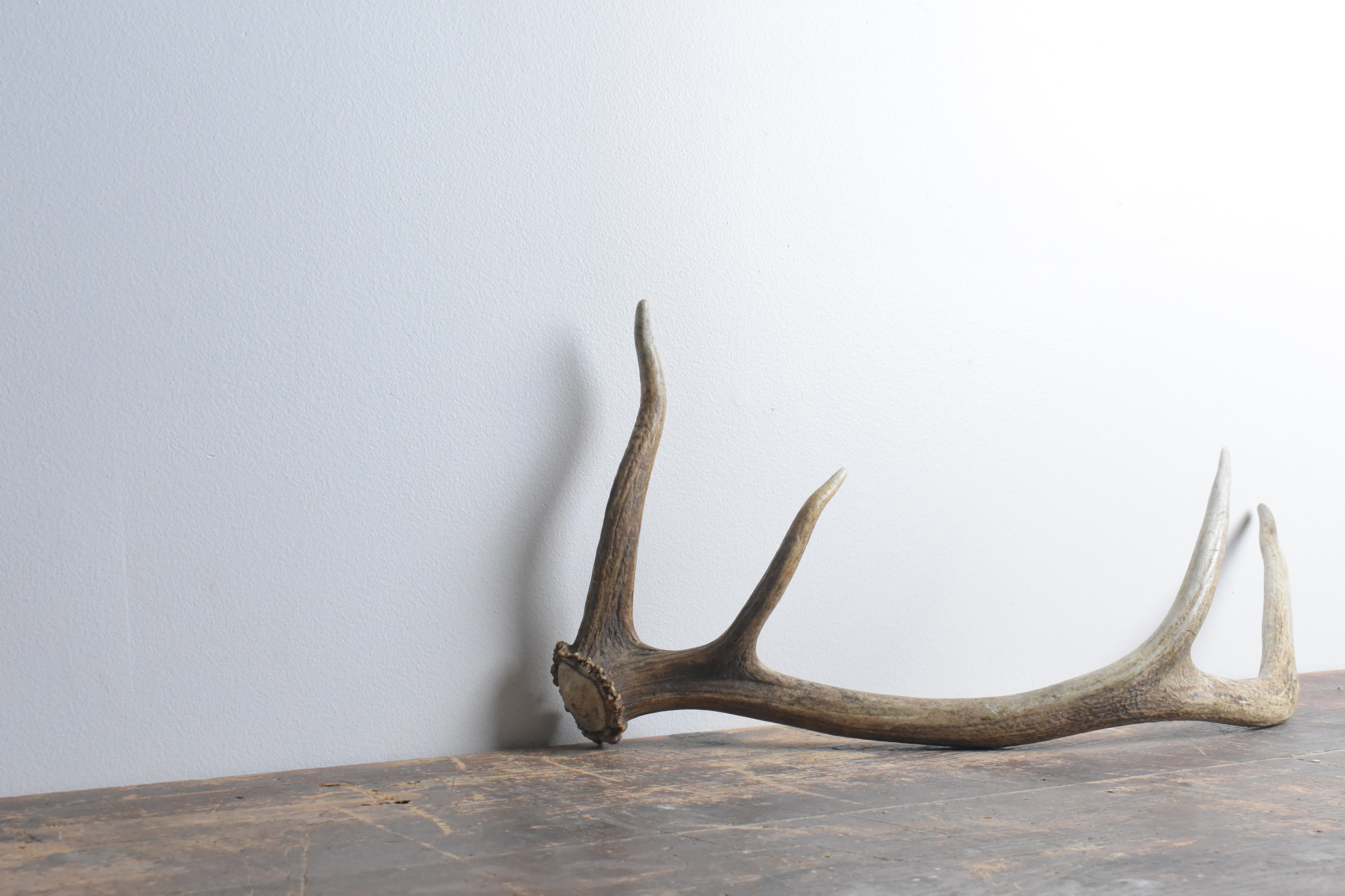 Elk Antler | Small Size | 62