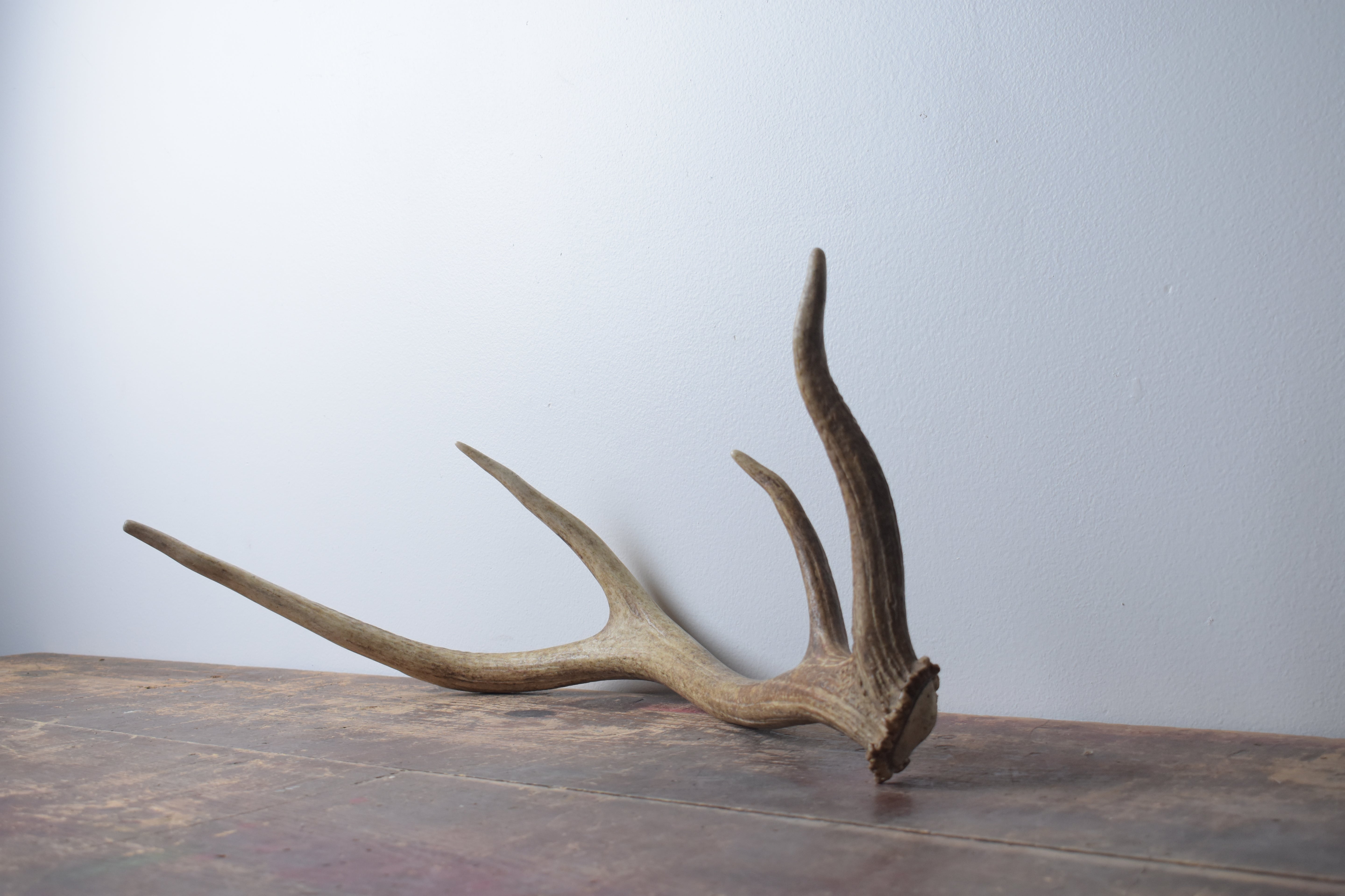 Elk Antler | Small Size | 62