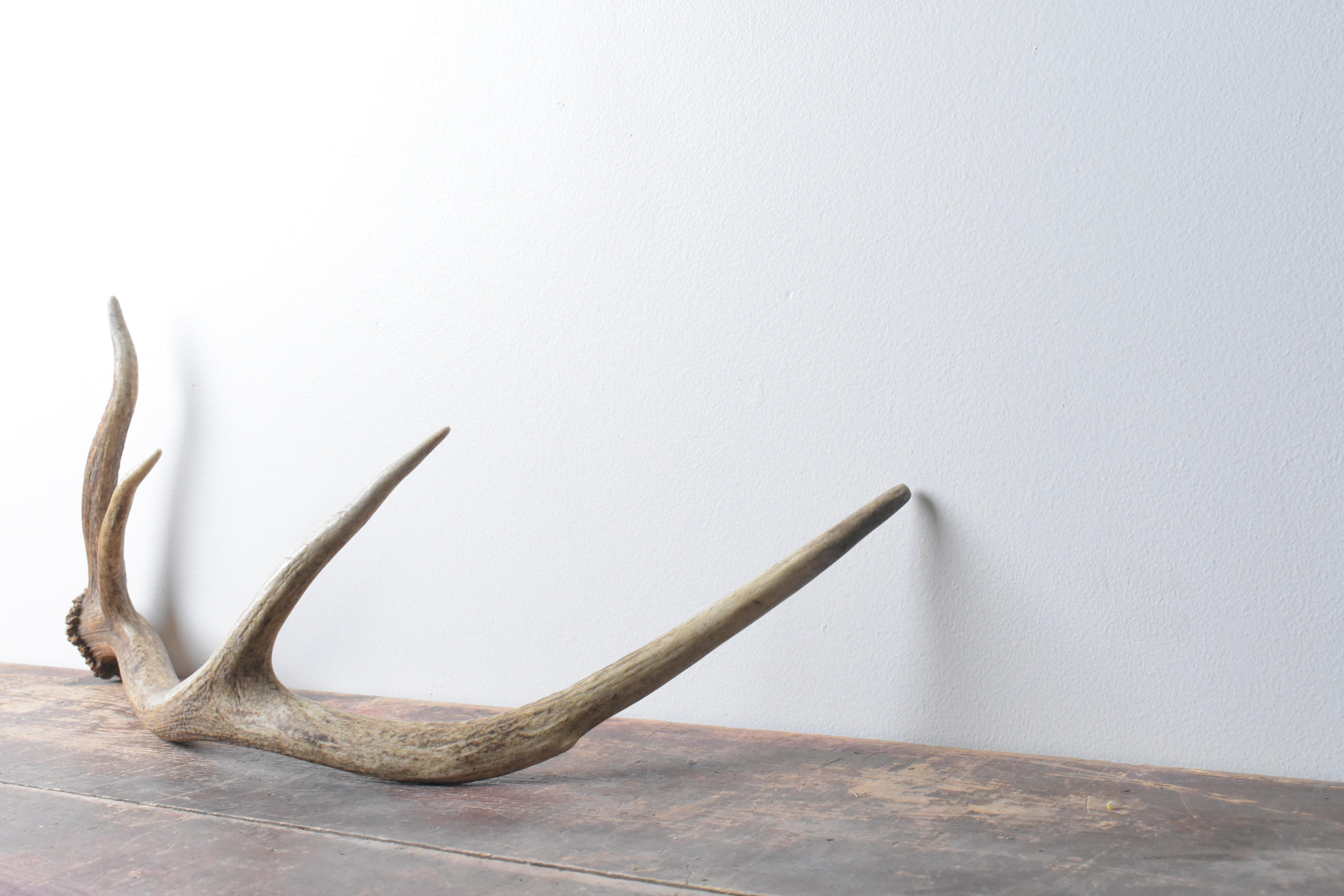 Elk Antler | Small Size | 62