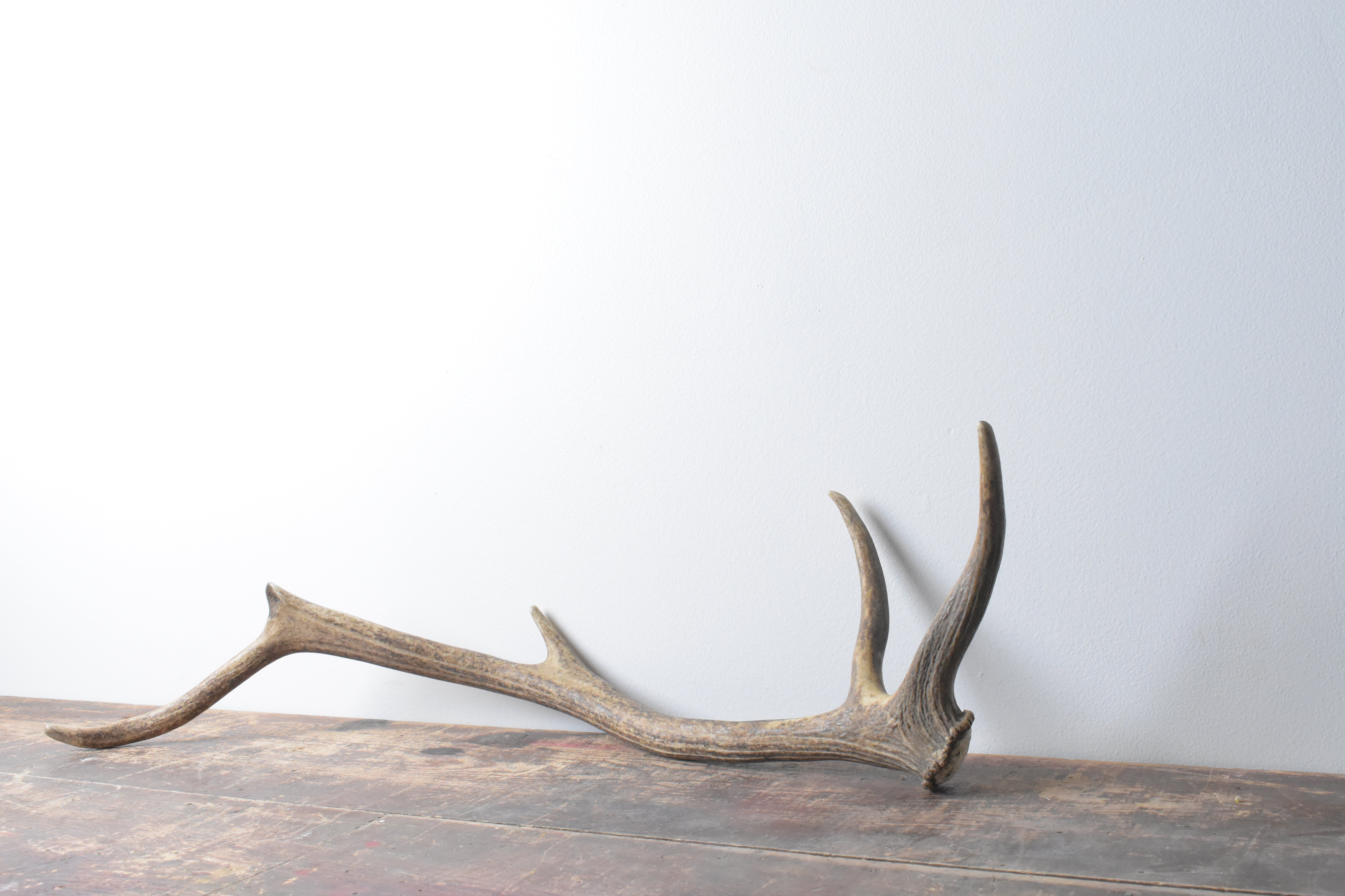 Elk Antler | Medium Size | 63