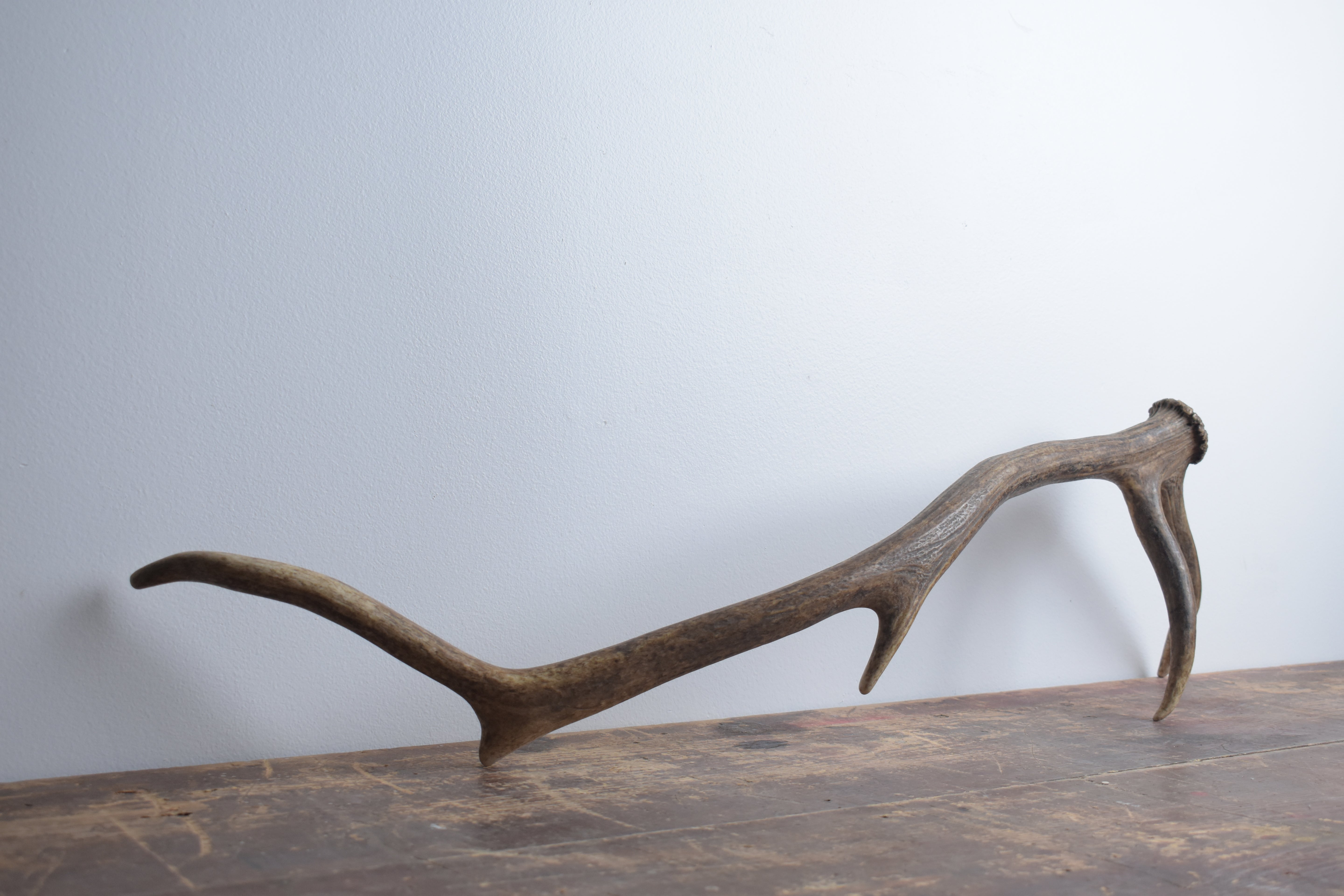 Elk Antler | Medium Size | 63