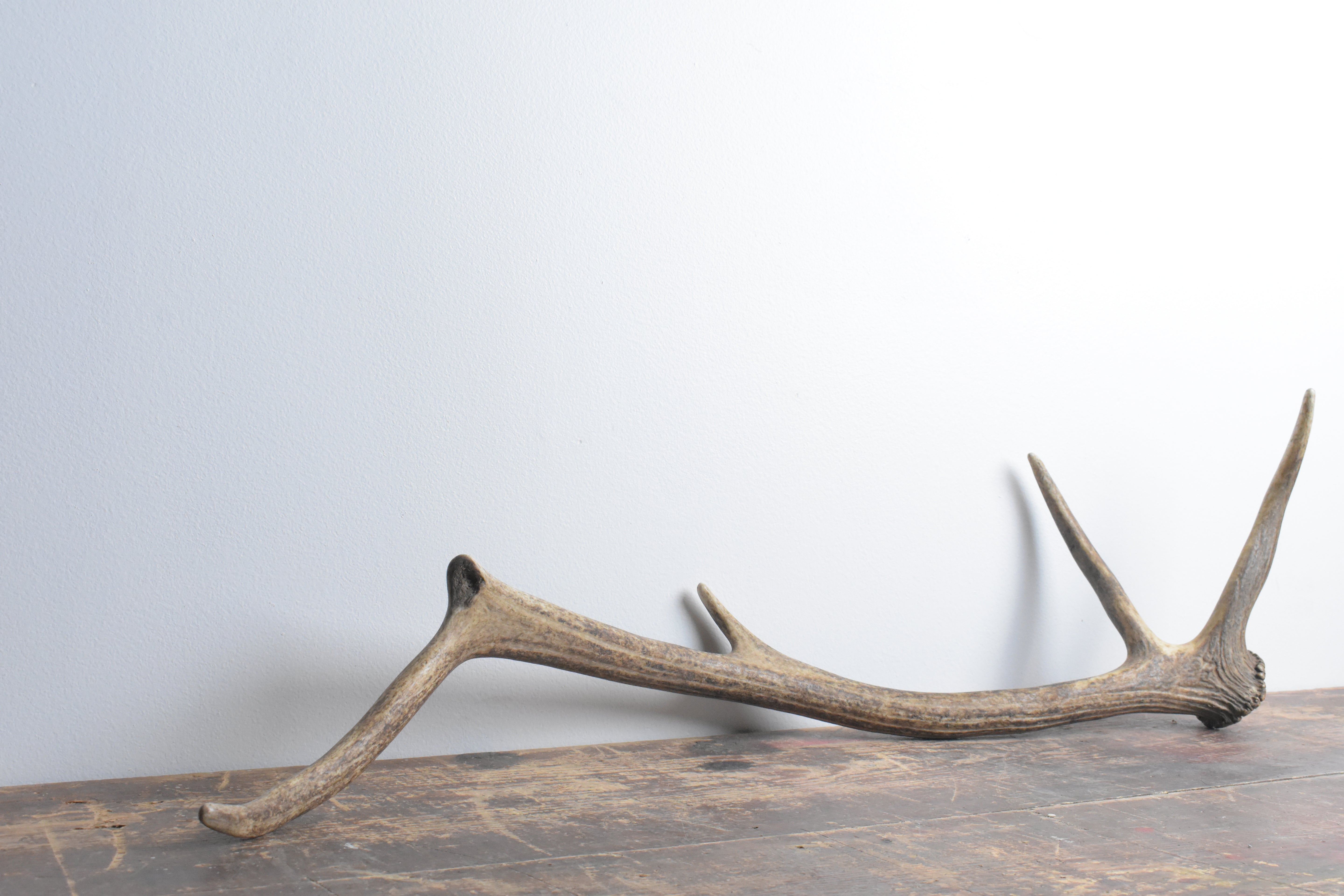 Elk Antler | Medium Size | 63