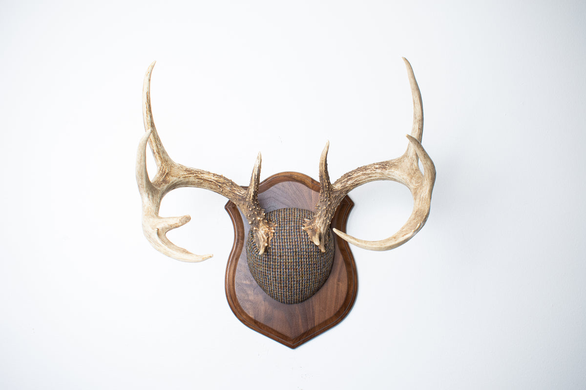 Whitetail Deer Antler Mount | Multi-colored | 68