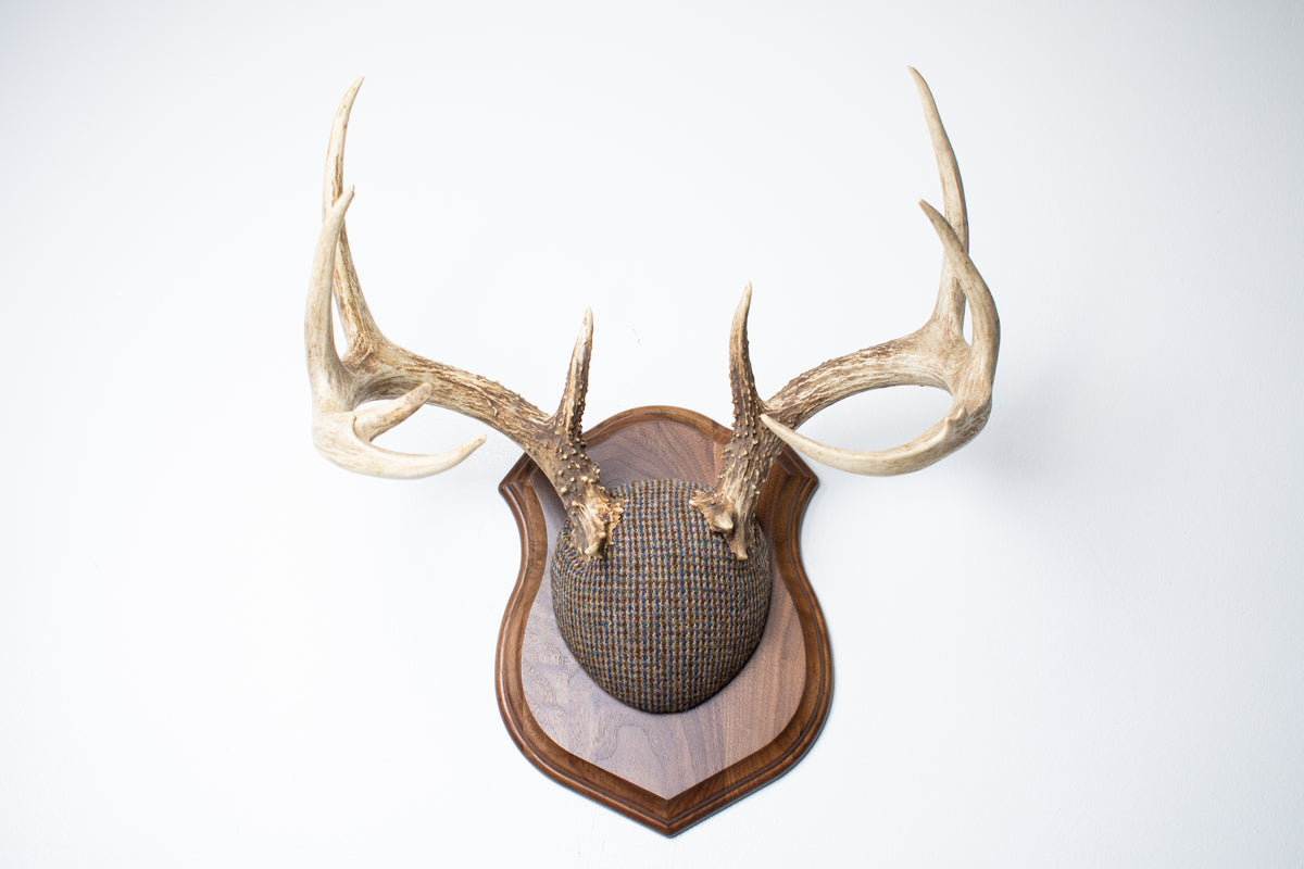 Whitetail Deer Antler Mount | Multi-colored | 68