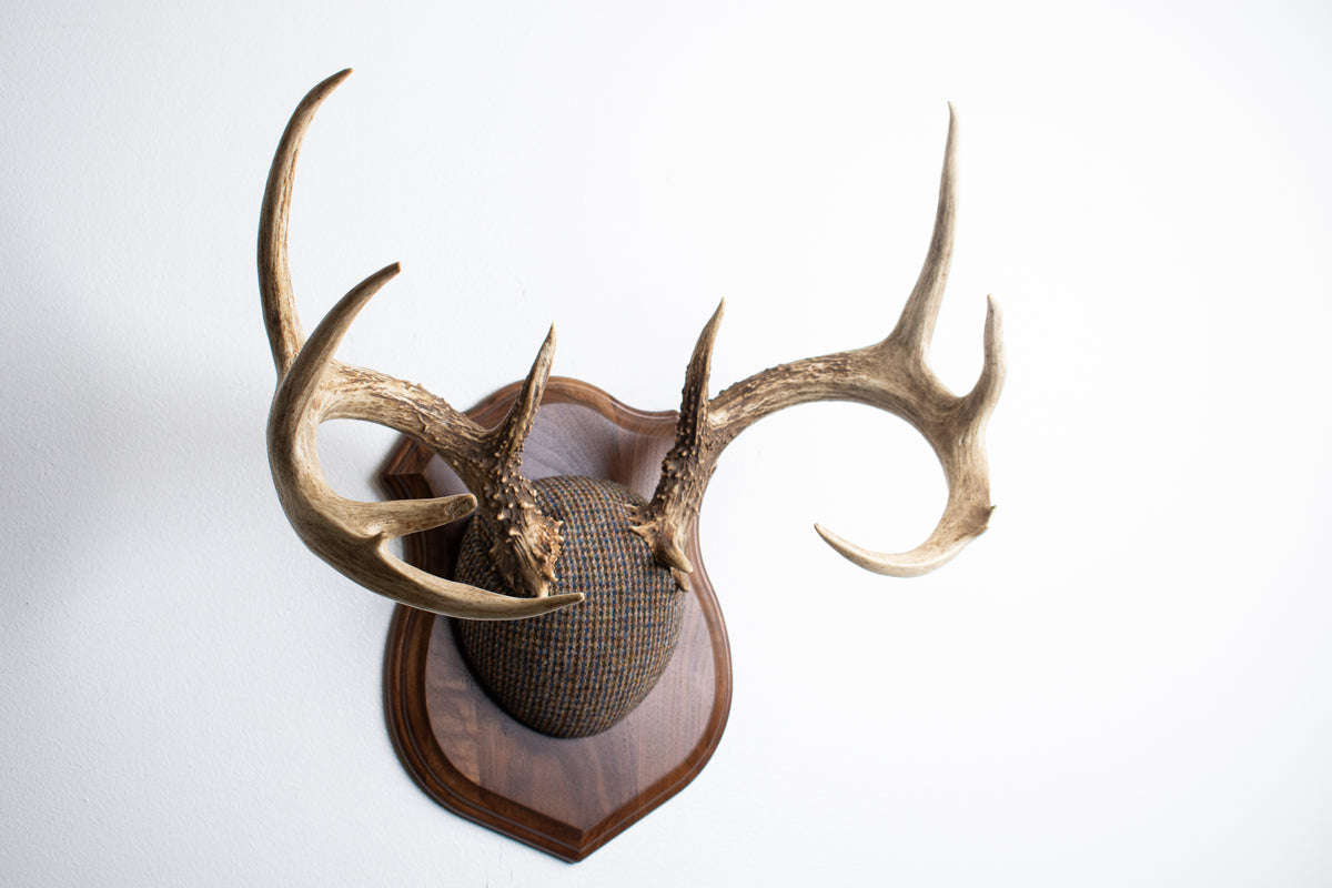 Whitetail Deer Antler Mount | Multi-colored | 68