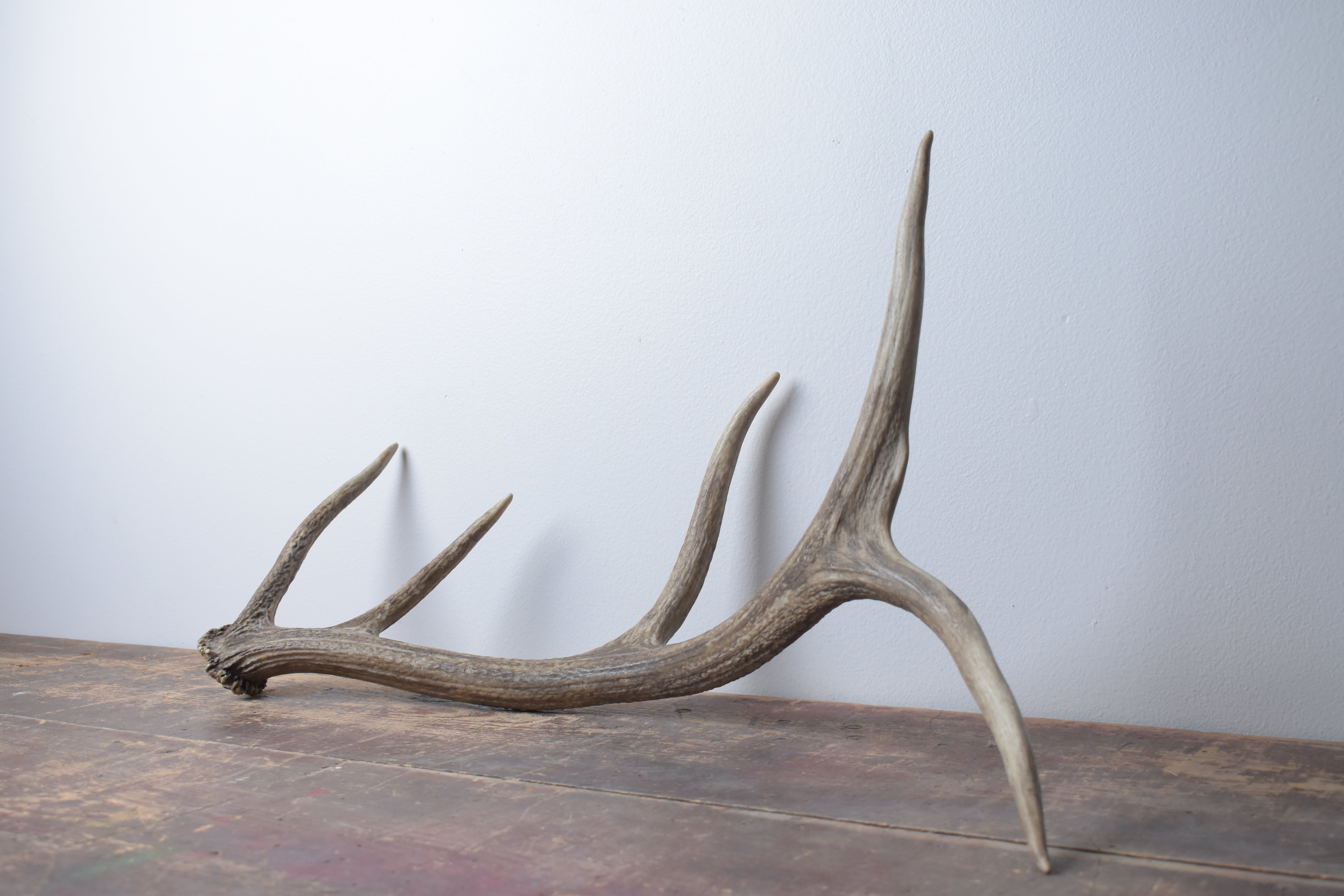 Elk Antler | Small Size | 60