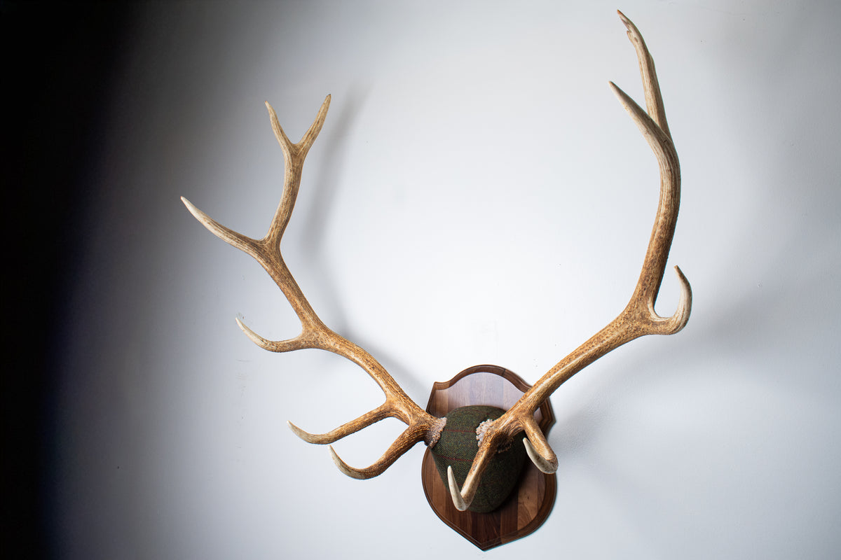 Elk Antler Mount | Green mix with Black and Red Overcheck | 69