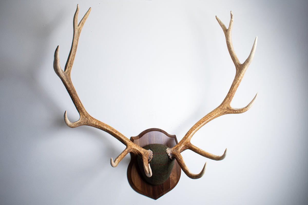 Elk Antler Mount | Green mix with Black and Red Overcheck | 69