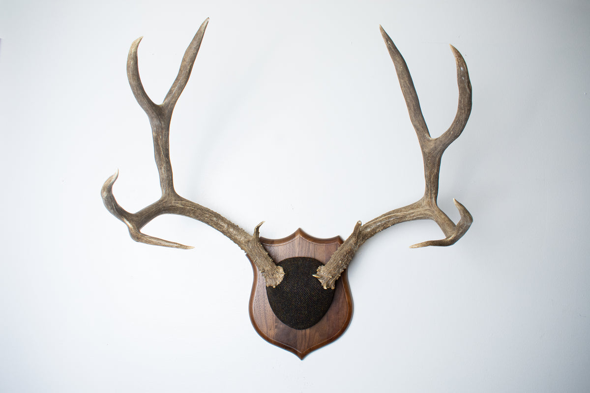 Mule Deer Antler Mount | Green and Brown Barleycorn | 70