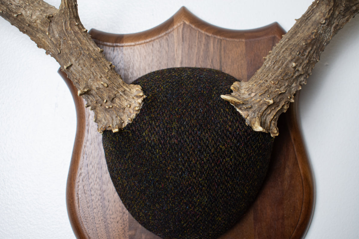 Mule Deer Antler Mount | Green and Brown Barleycorn | 70