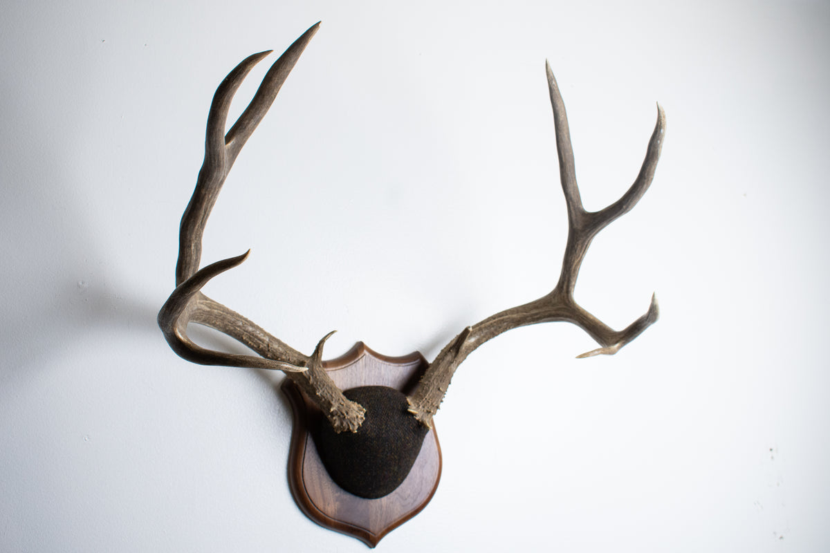Mule Deer Antler Mount | Green and Brown Barleycorn | 70